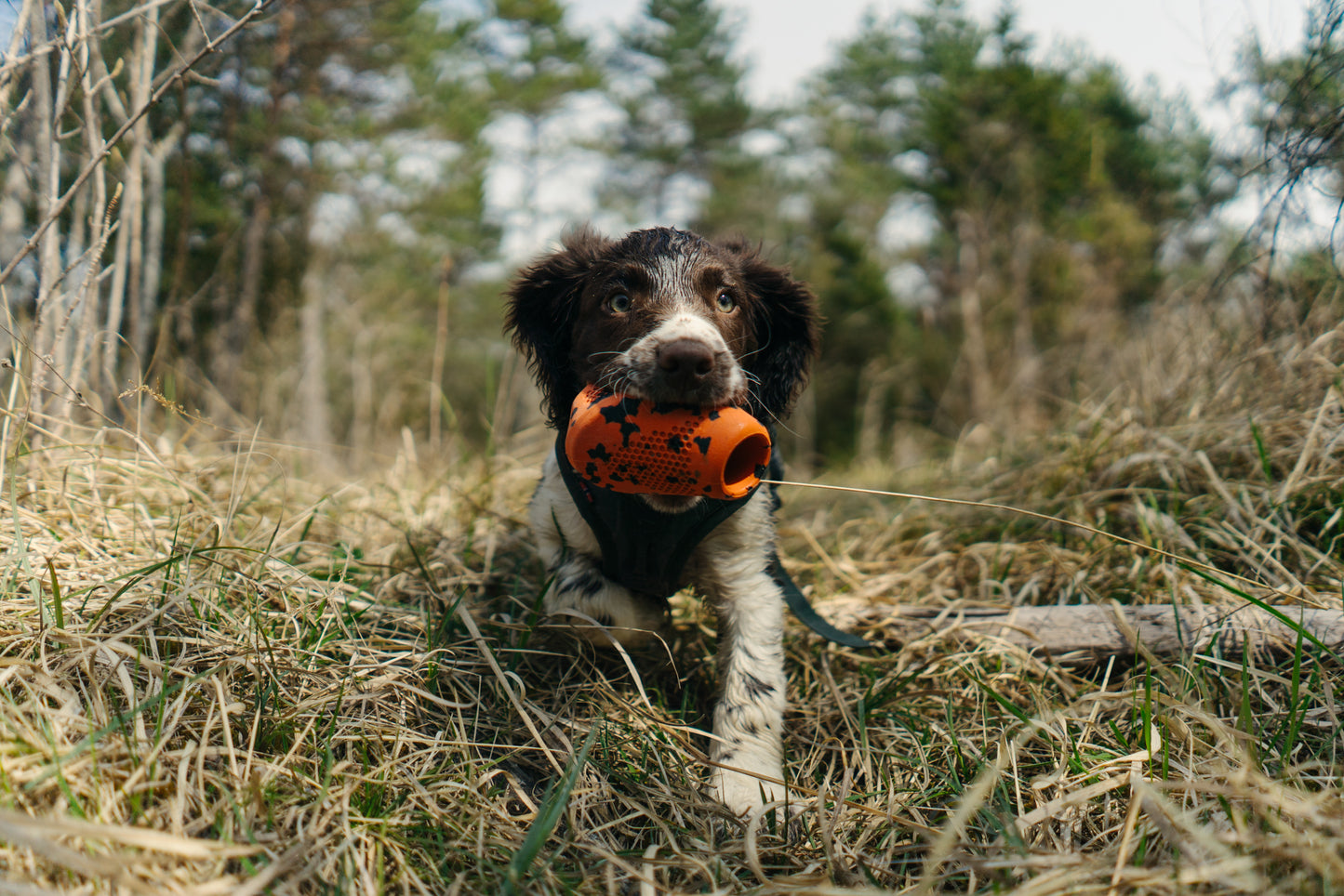 Brinquedo para Cães Throw Toy | Non-stop dogwear