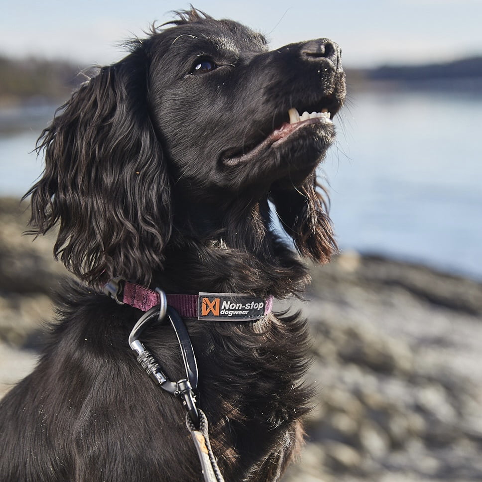Tumble Collar – Coleira para Cães | Non-stop dogwear