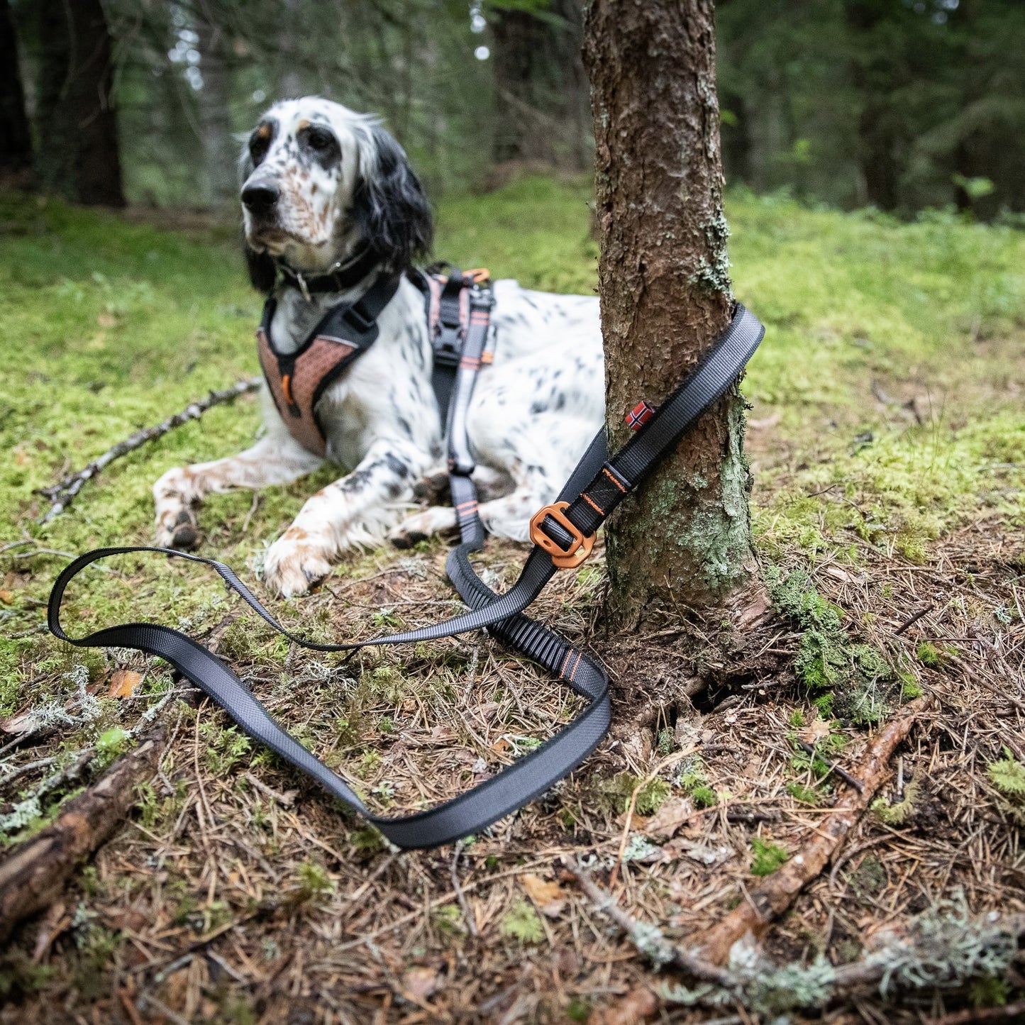 Touring Bungee Adjustable – Guia Esportiva para Cães (Preto/Cinza) | Non-stop dogwear