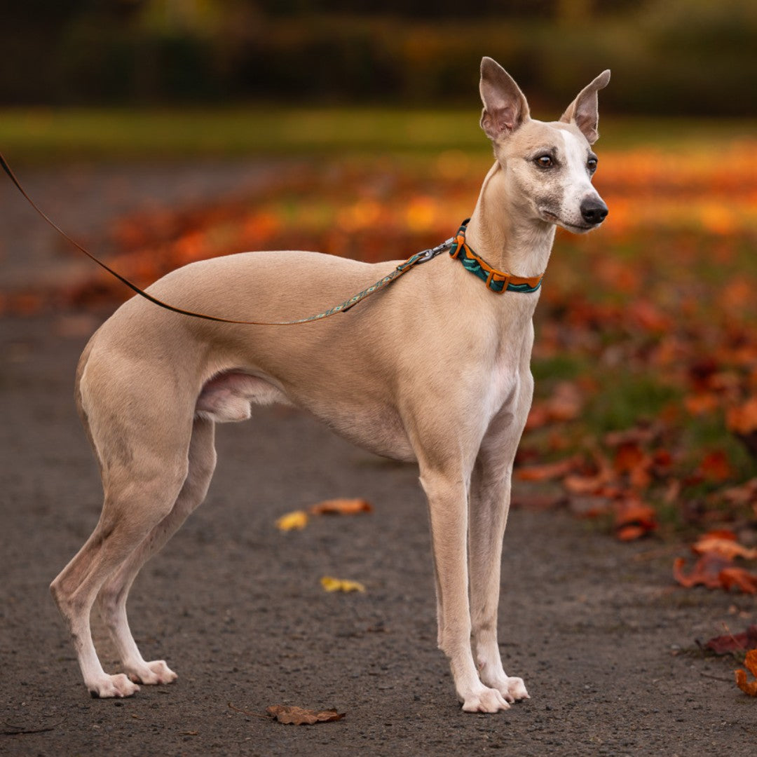 Trail Quest Collar – Coleira Rachel Pohl Edition | Non-stop dogwear