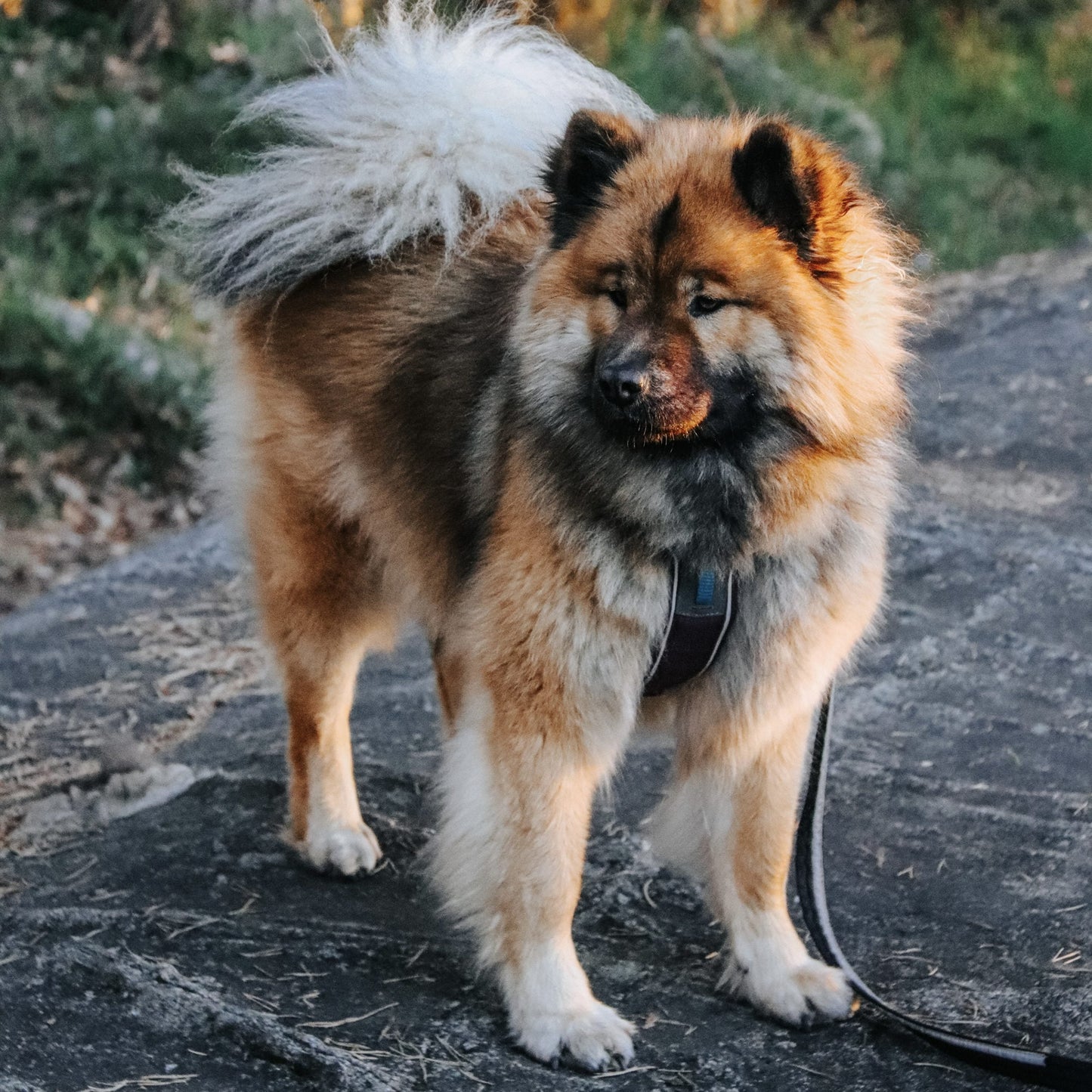 Strong Leash – Guia para Cães (Preto) | Non-stop dogwear