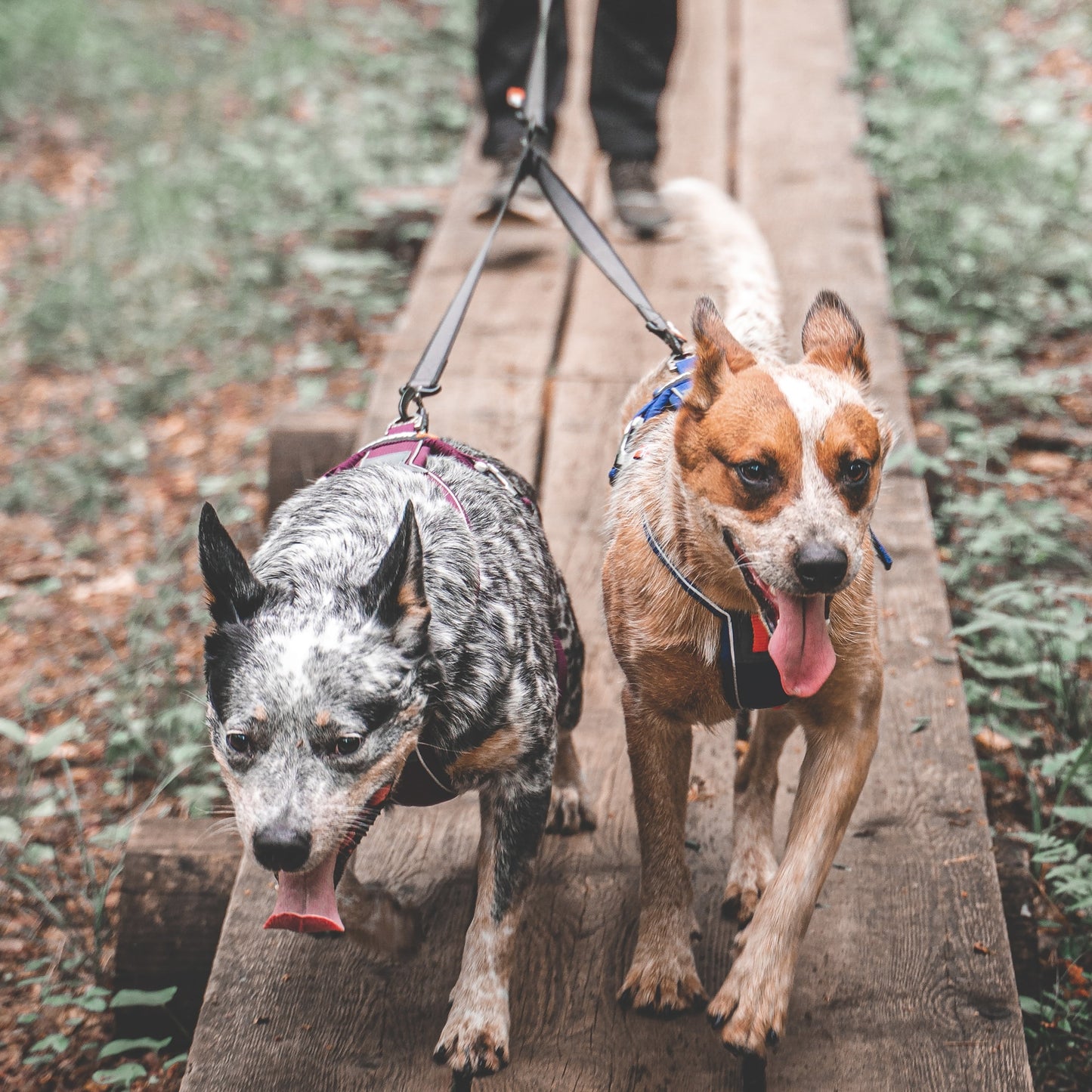 Touring Double – Guia para Cães (Preto/Cinza) | Non-stop dogwear