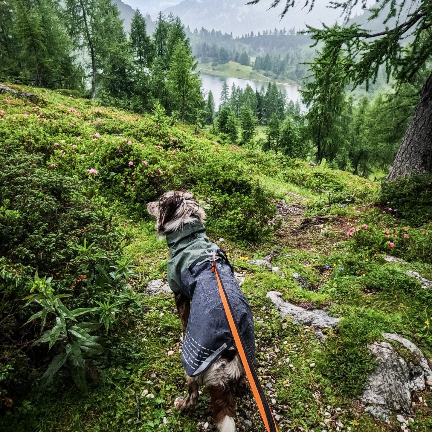 Fjord Raincoat – Capa de Chuva para Cães | Non-stop dogwear