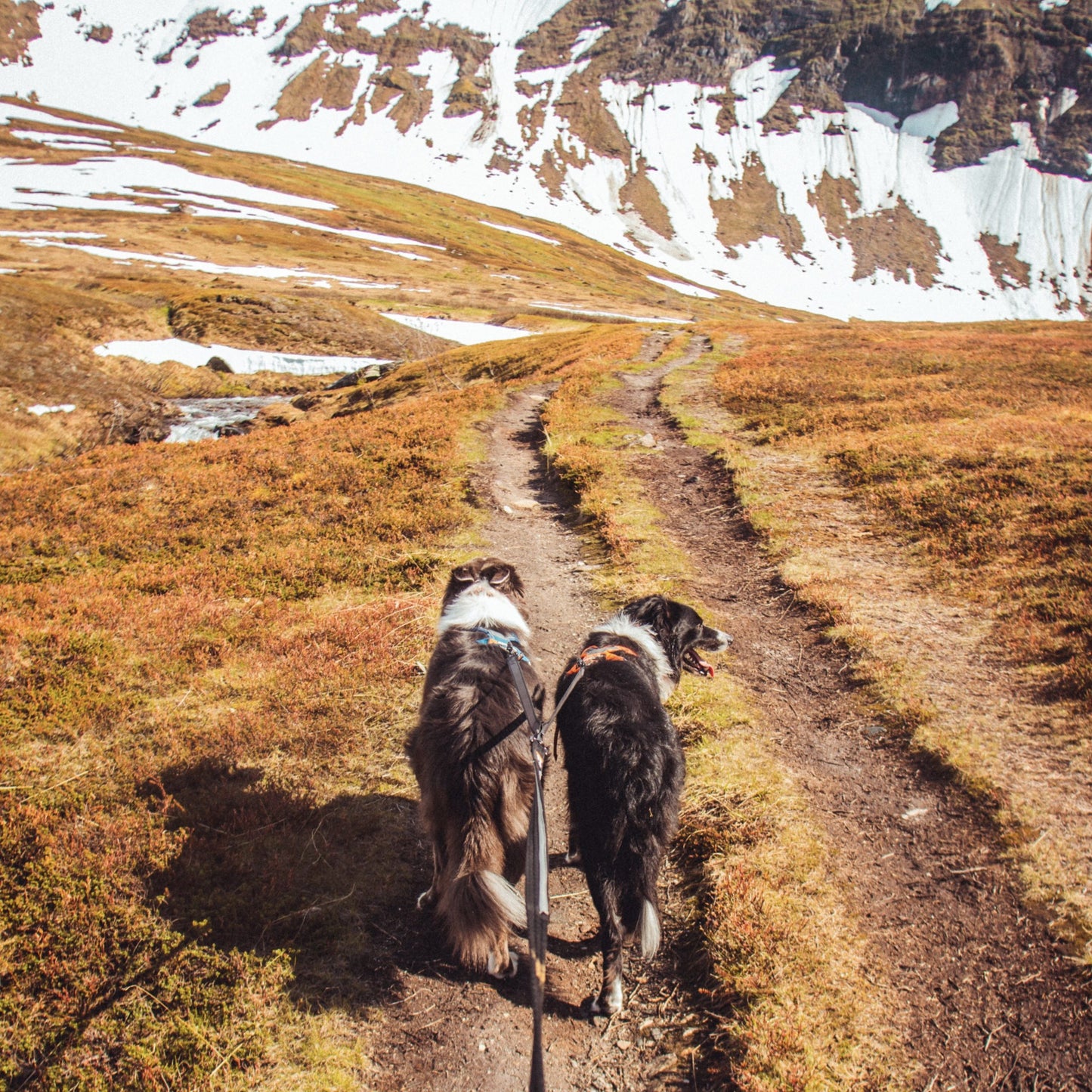 Strong Leash – Guia para Cães (Preto) | Non-stop dogwear