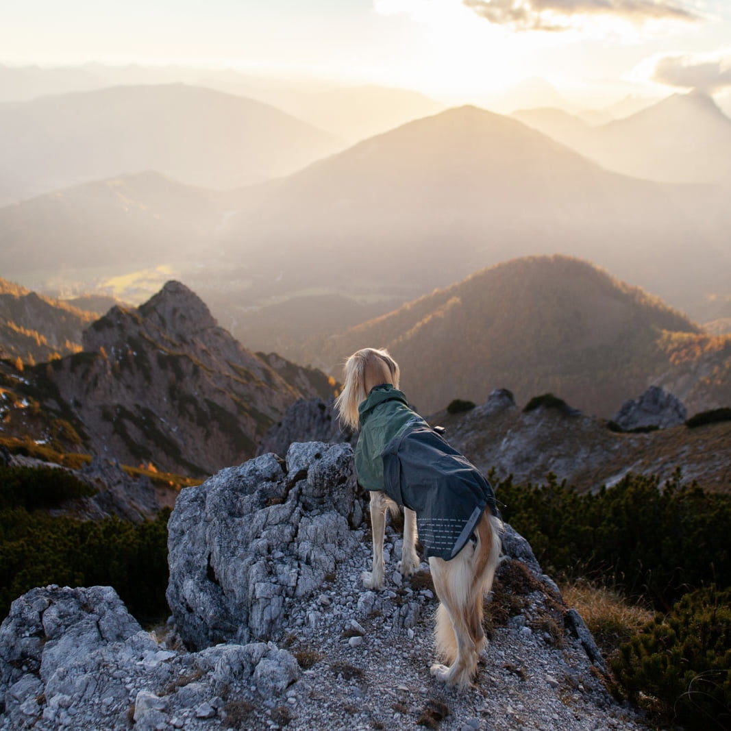 Fjord Raincoat – Capa de Chuva para Cães | Non-stop dogwear