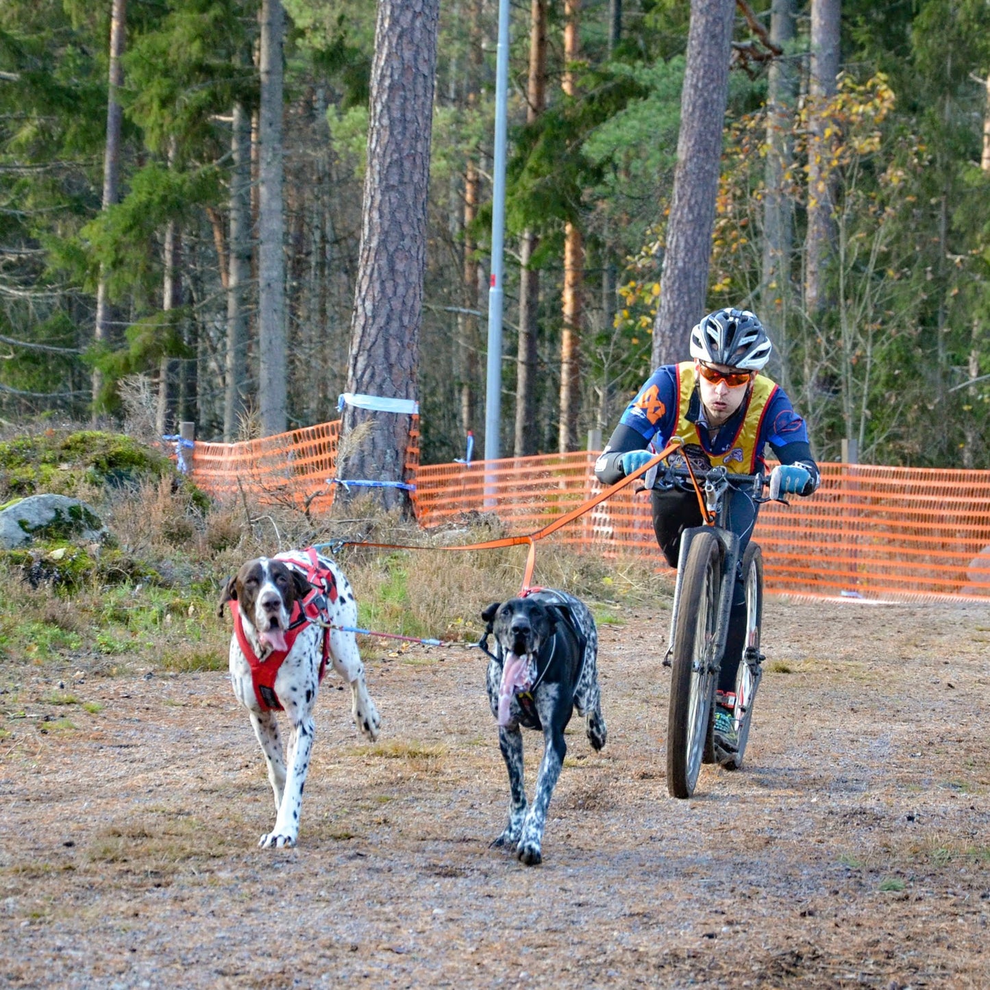 Bungee Leash Double – Guia Esportiva para Cães | Non-stop dogwear