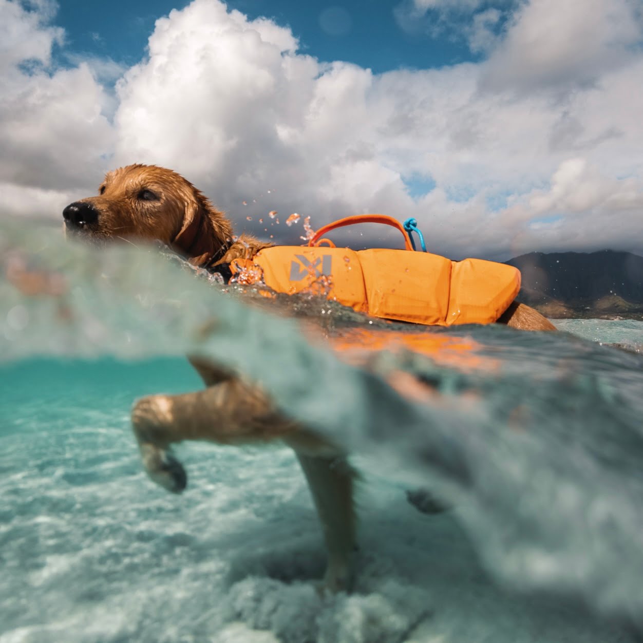Protector Life Jacket – Colete Salva-vidas para Cães | Non-stop dogwear