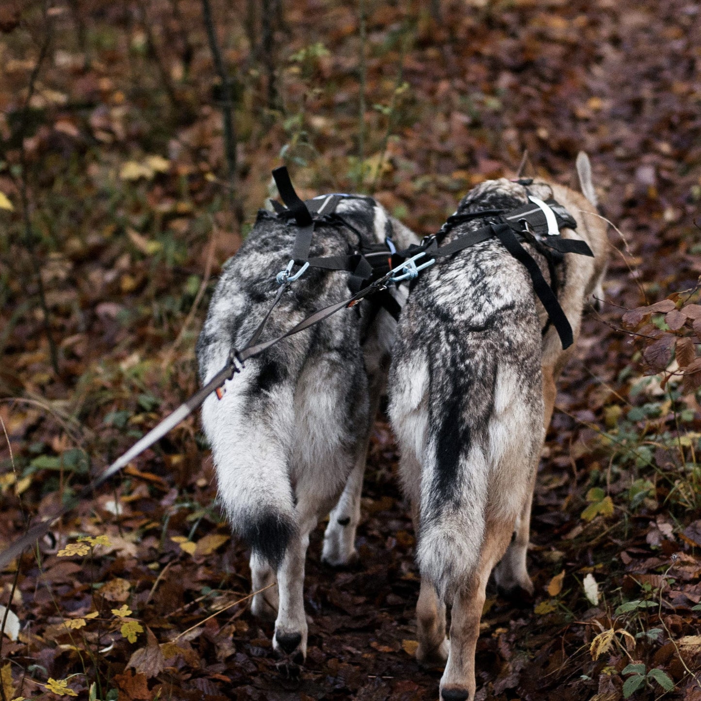 Touring Double – Guia para Cães (Preto/Cinza) | Non-stop dogwear