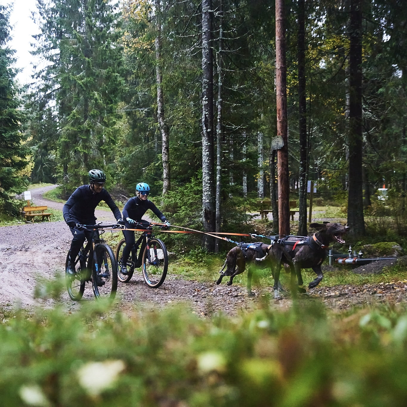 Bungee Leash – Guia Esportiva para Cães | Non-stop dogwear