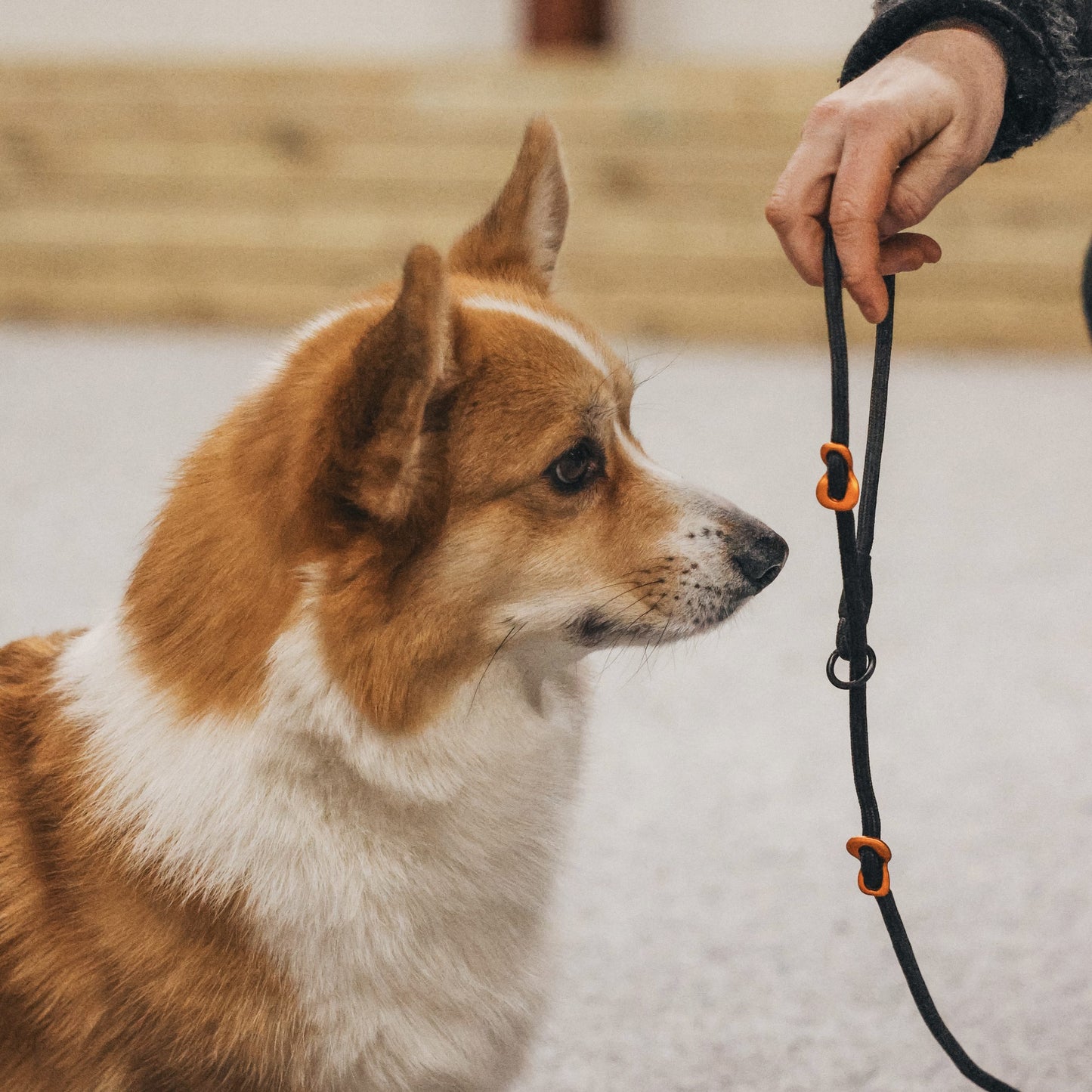 Retriever Leash – Guia Unificada para Cães | Non-stop dogwear