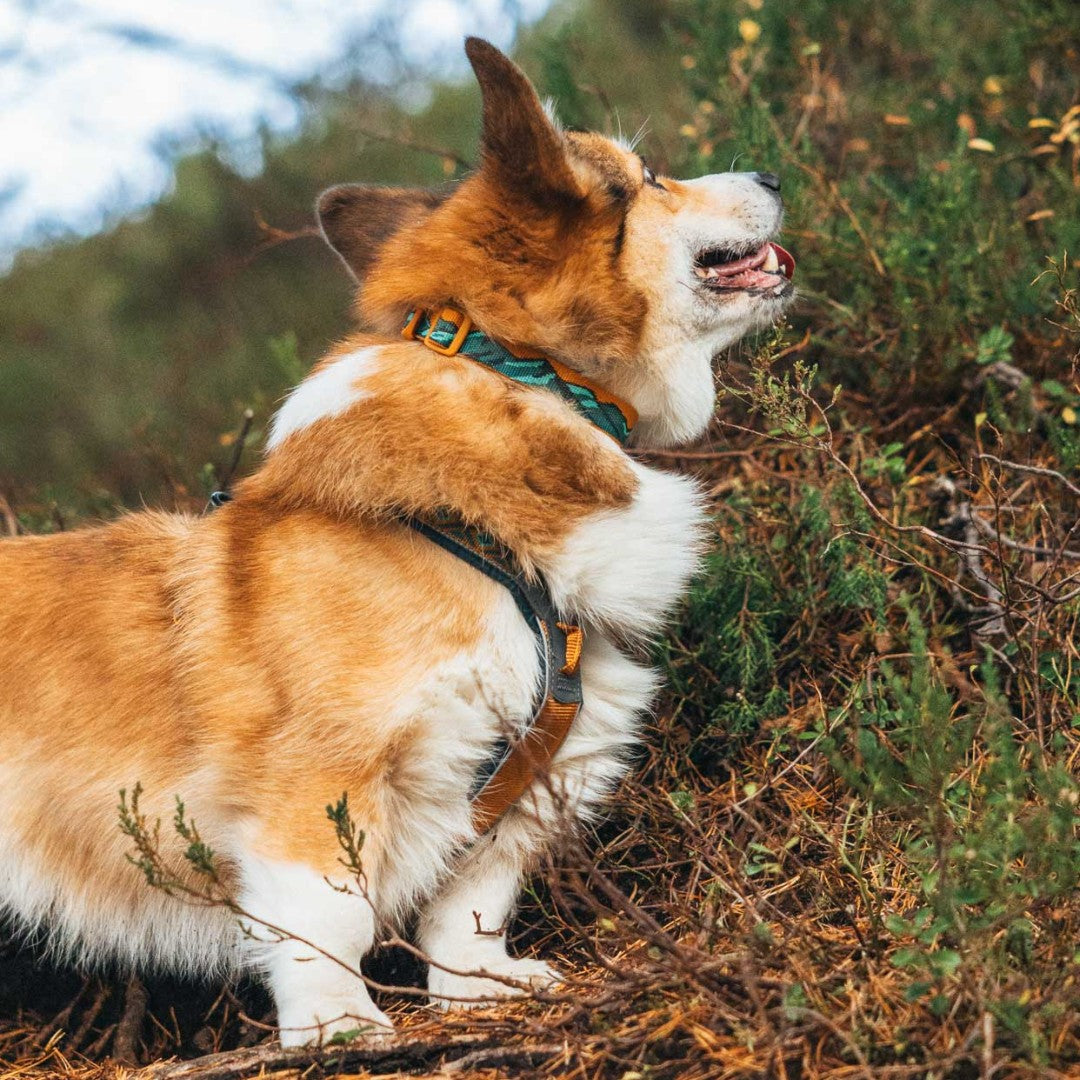 Trail Quest Collar – Coleira Rachel Pohl Edition | Non-stop dogwear