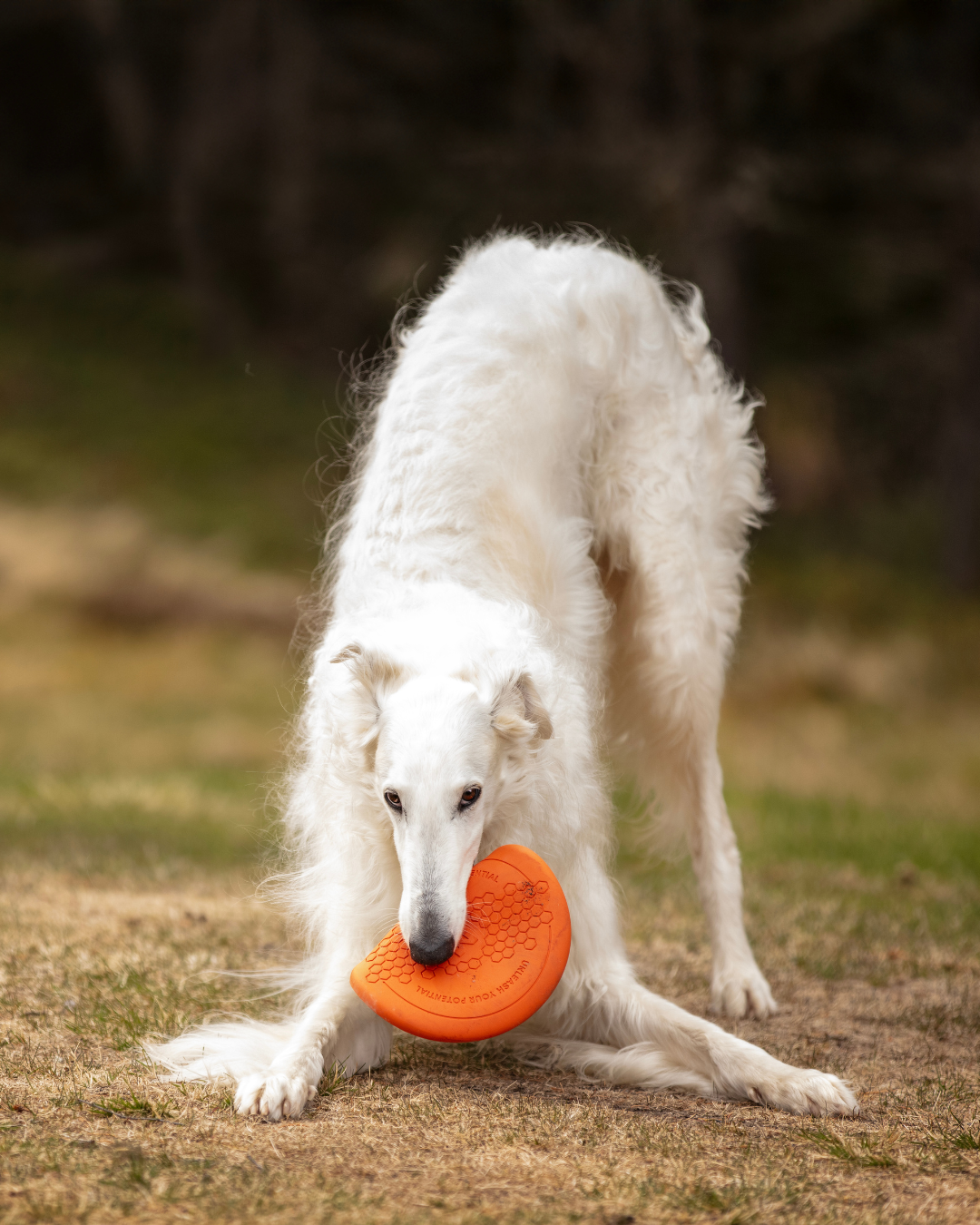 Brinquedo para Cães Frisbee | Non-stop dogwear