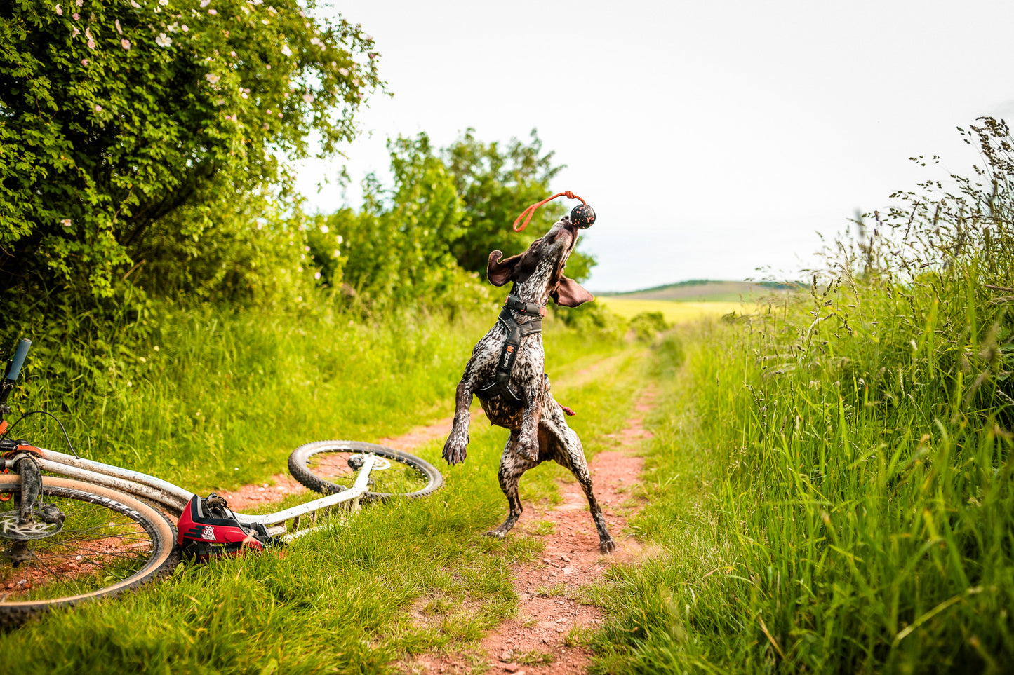 Brinquedo para Cães Bola com Corda | Non-stop dogwear