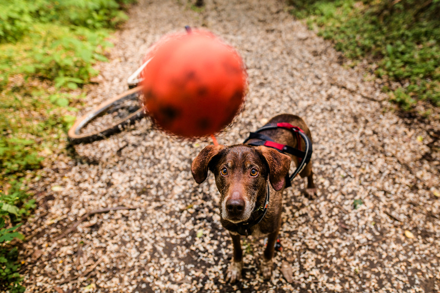 Brinquedo para Cães Bola | Non-stop dogwear