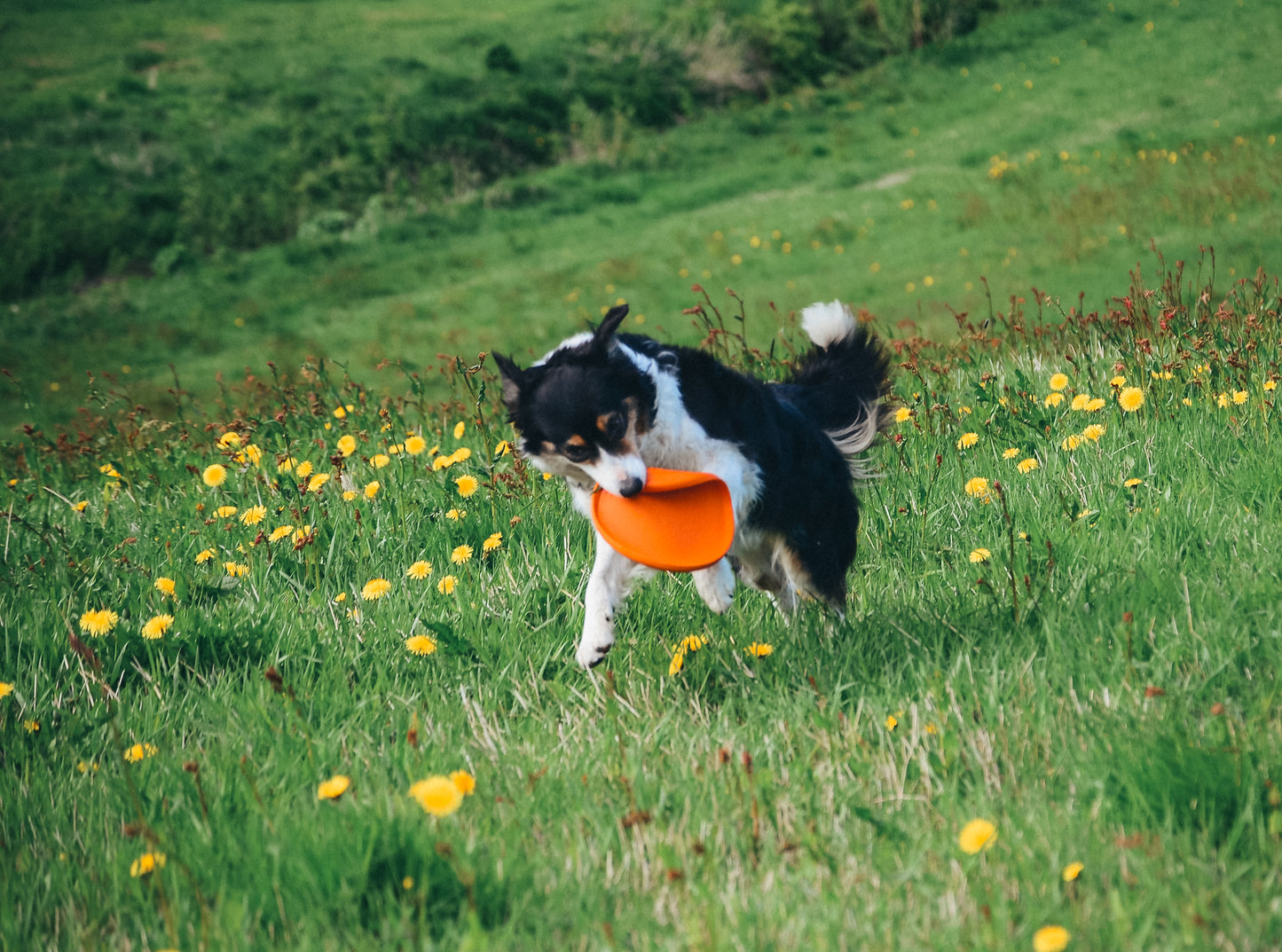 Brinquedo para Cães Frisbee | Non-stop dogwear