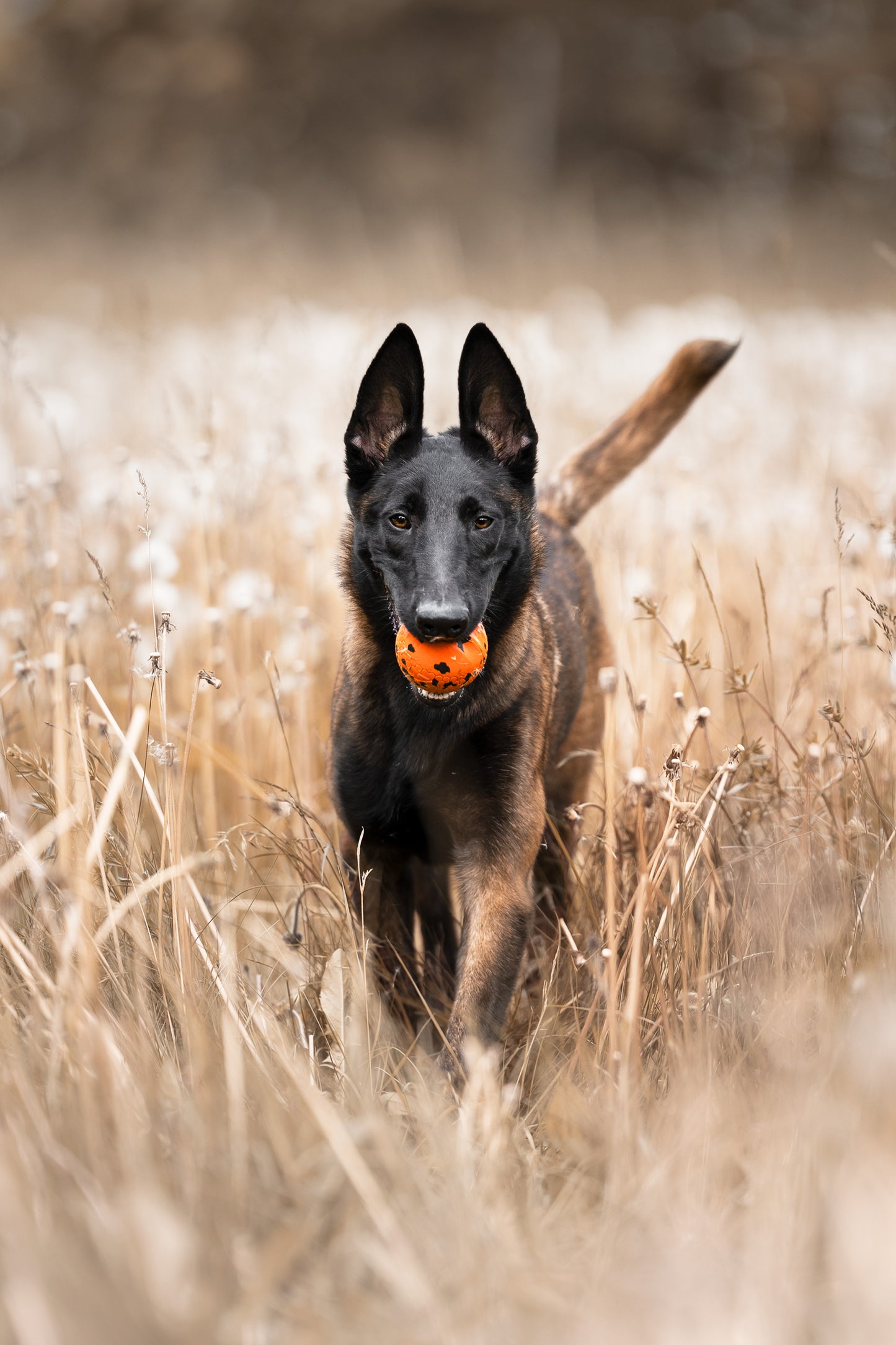 Brinquedo para Cães Bola | Non-stop dogwear