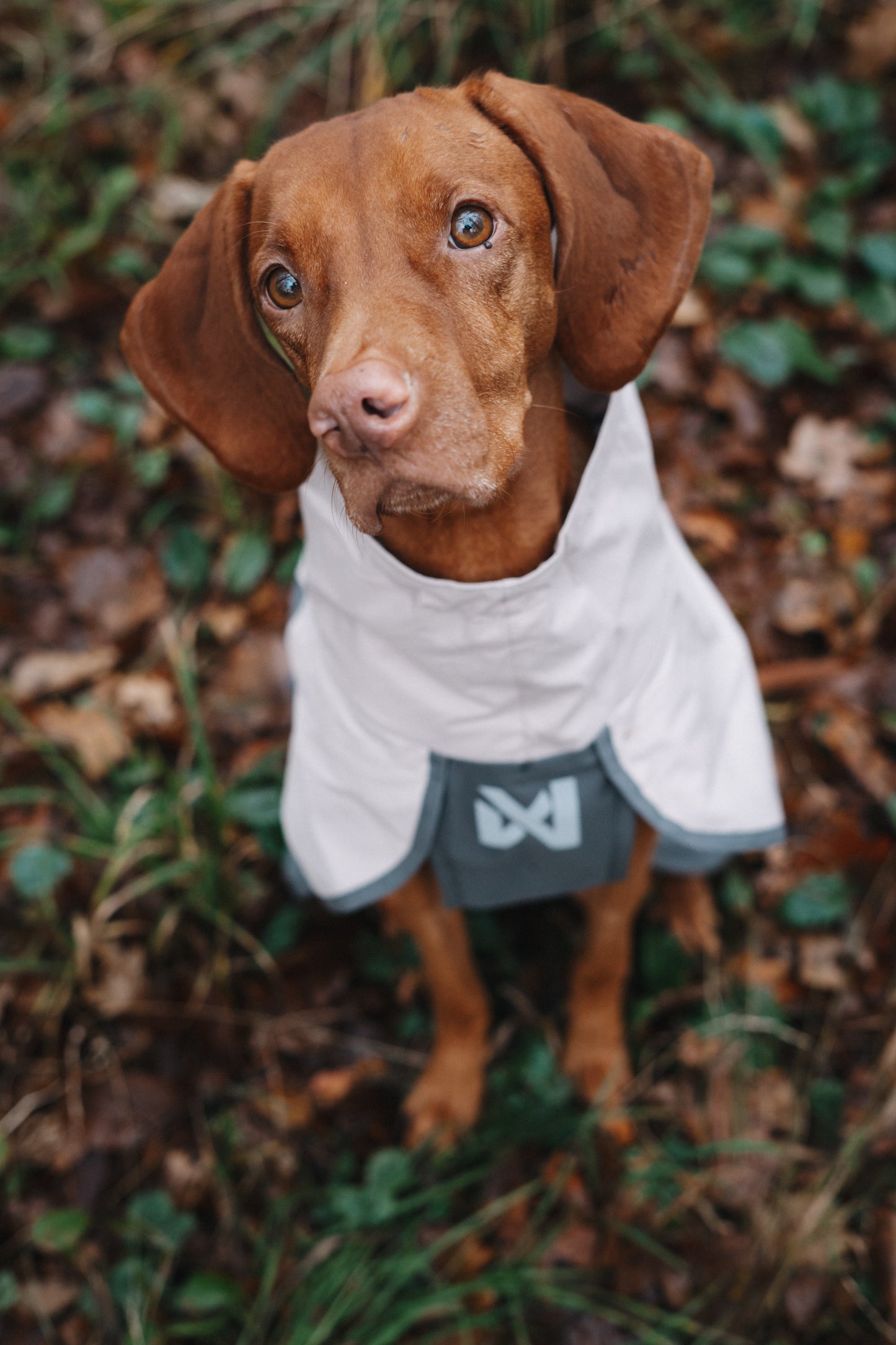 Fjord Raincoat 2.0 – Capa de Chuva para Cães | Non-stop dogwear