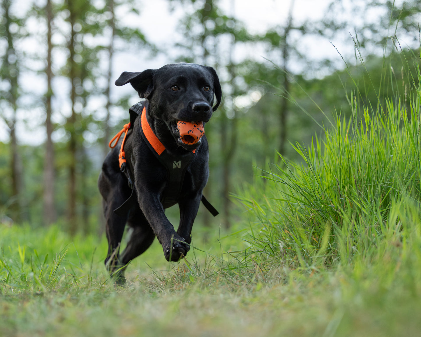Brinquedo para Cães Throw Toy | Non-stop dogwear