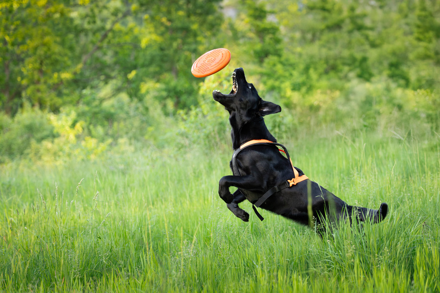 Brinquedo para Cães Frisbee | Non-stop dogwear