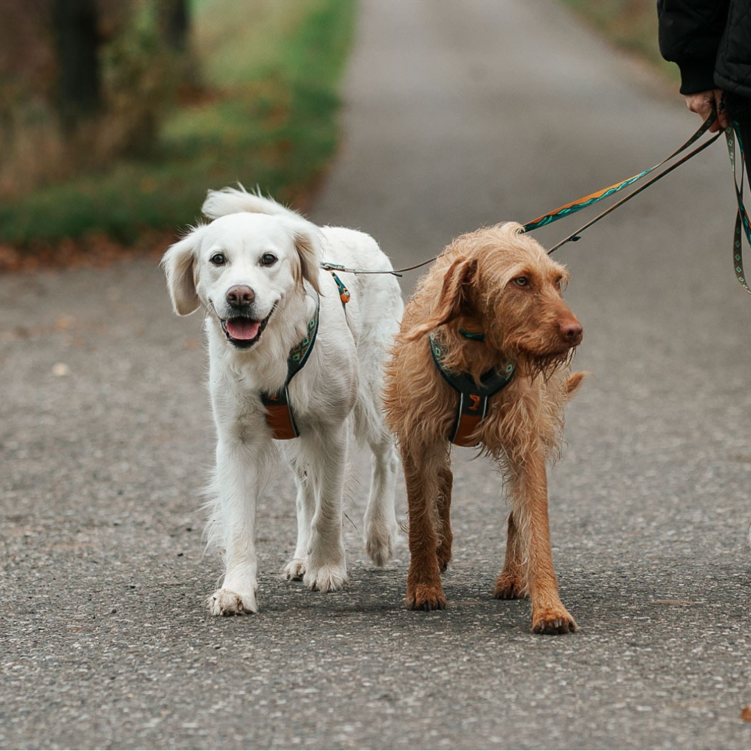 Peitoral Line 5.0 Rachel Pohl Edition | Non-stop dogwear