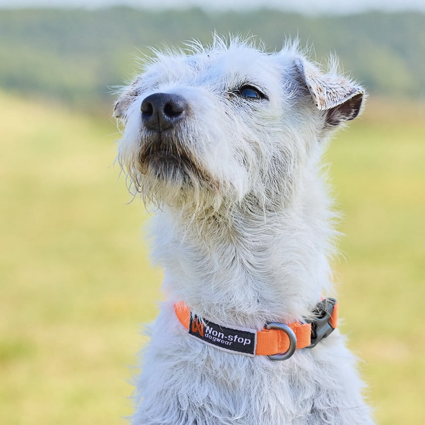 Tumble Collar – Coleira para Cães | Non-stop dogwear