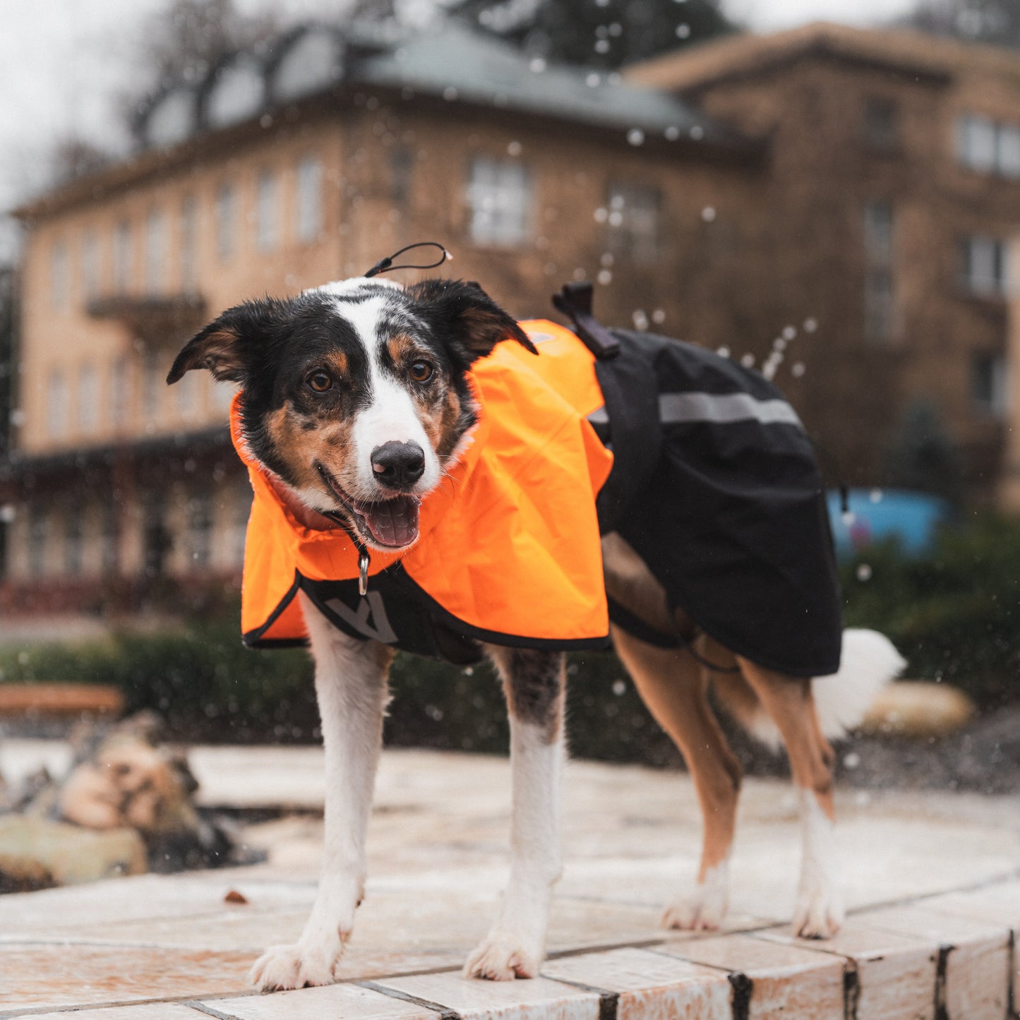 Fjord Raincoat 2.0 – Capa de Chuva para Cães | Non-stop dogwear