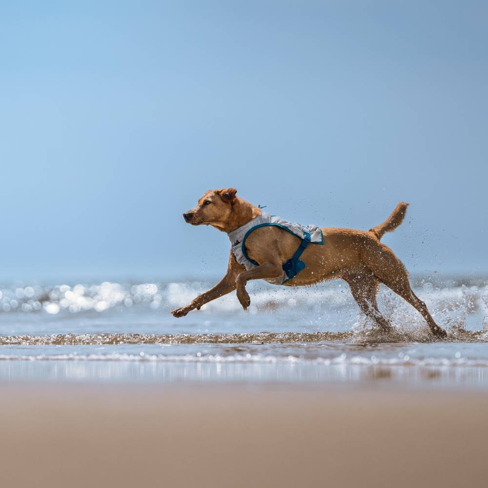 Cooling Vest – Colete Resfriador para Cães | Non-stop dogwear