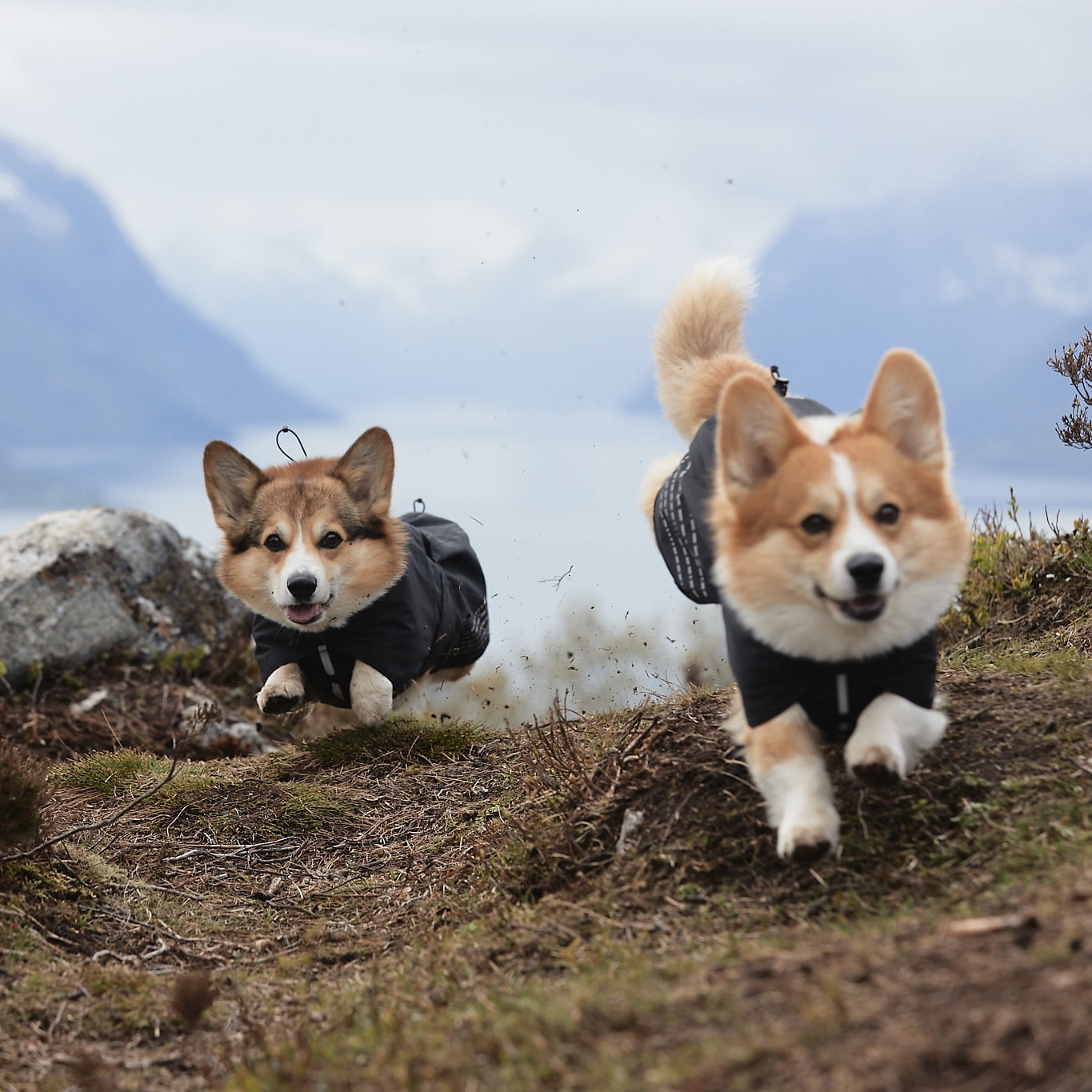 Fjord Raincoat – Capa de Chuva para Cães | Non-stop dogwear