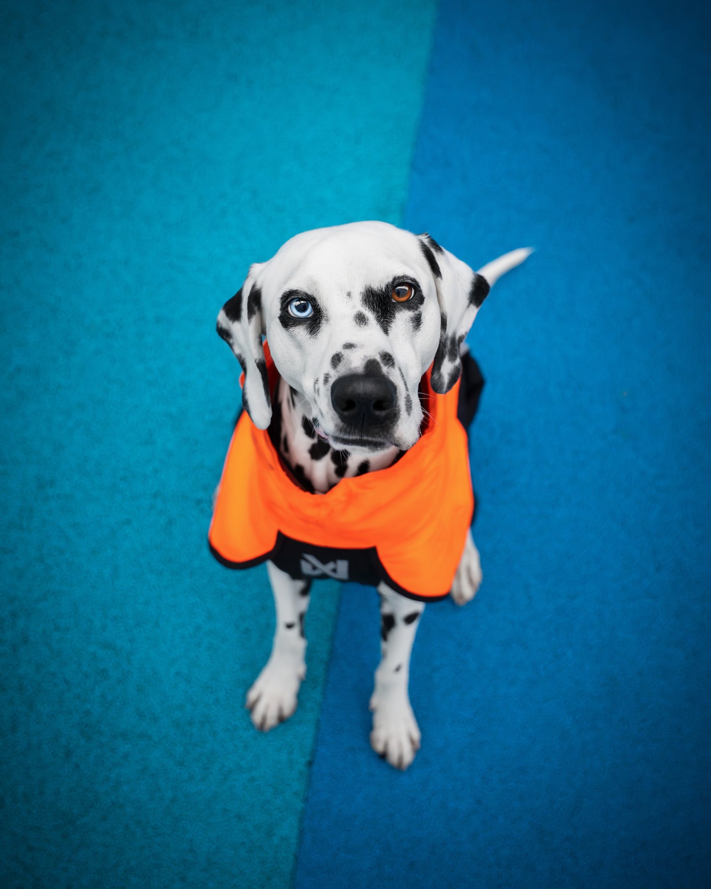 Fjord Raincoat 2.0 – Capa de Chuva para Cães | Non-stop dogwear