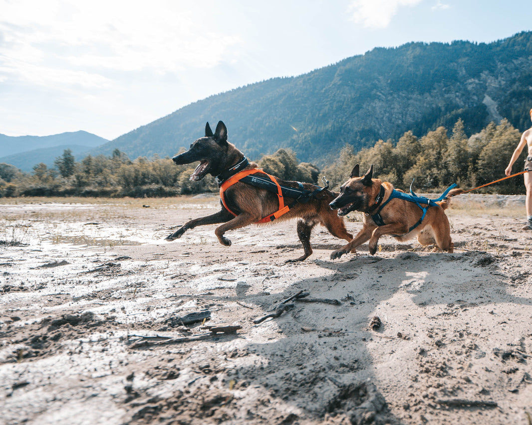 2026: O Ano Para Viver Mais com Seu Cão
