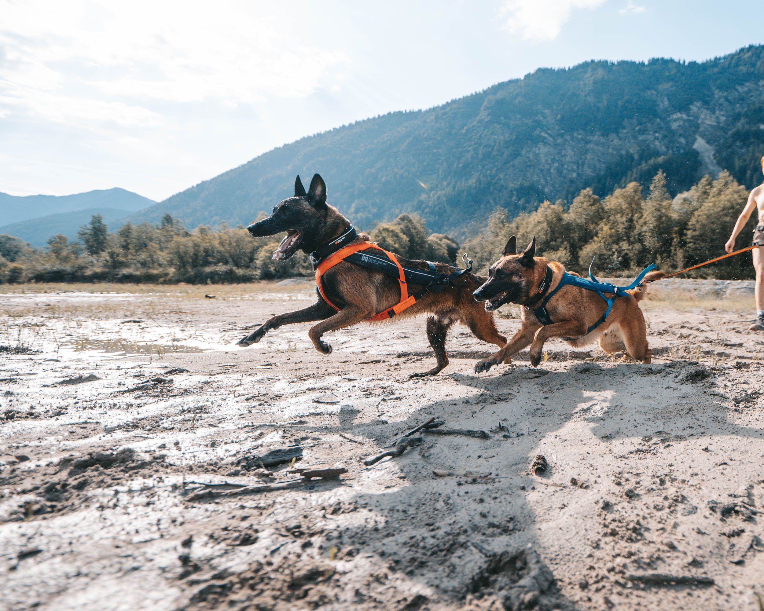 2026: O Ano Para Viver Mais com Seu Cão