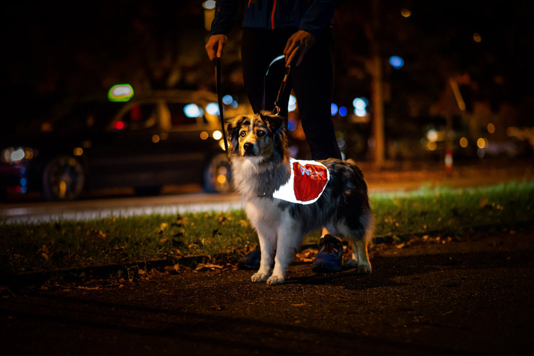Por que ser visto é essencial: a importância dos detalhes refletivos nos equipamentos Non-stop dogwear