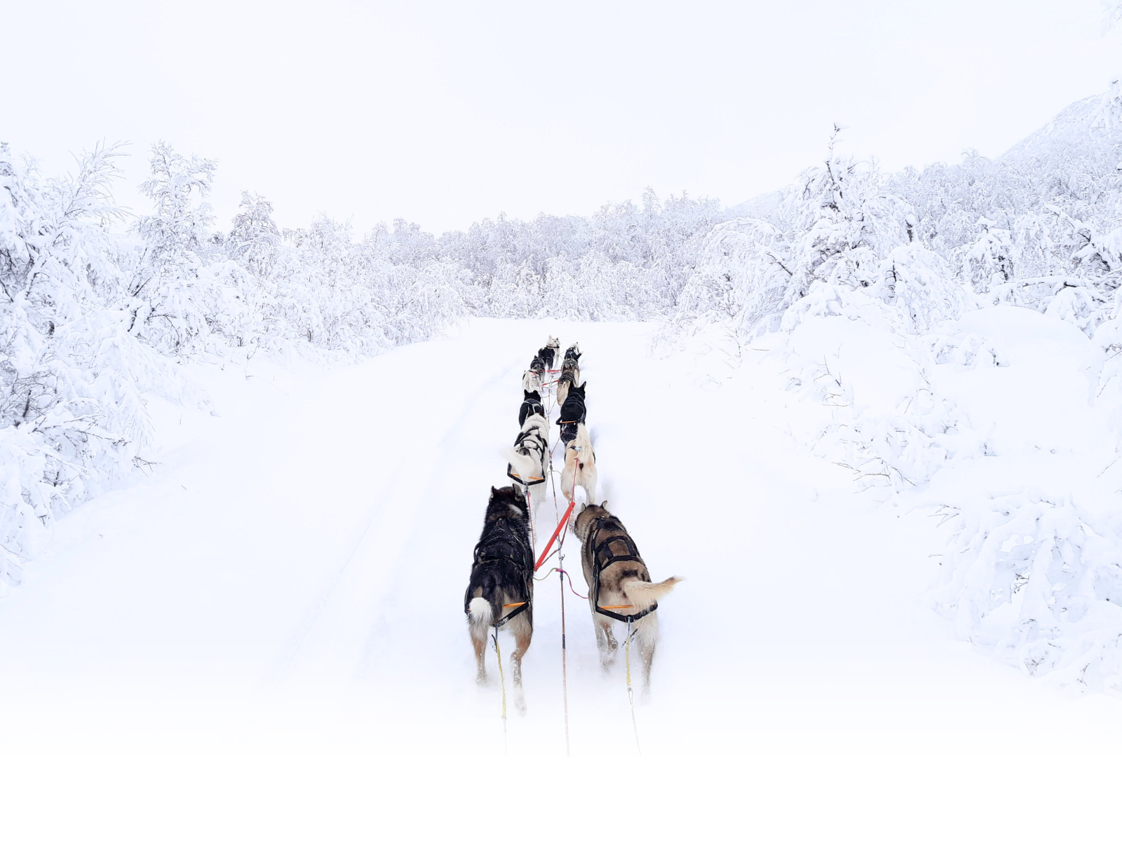 Mushing