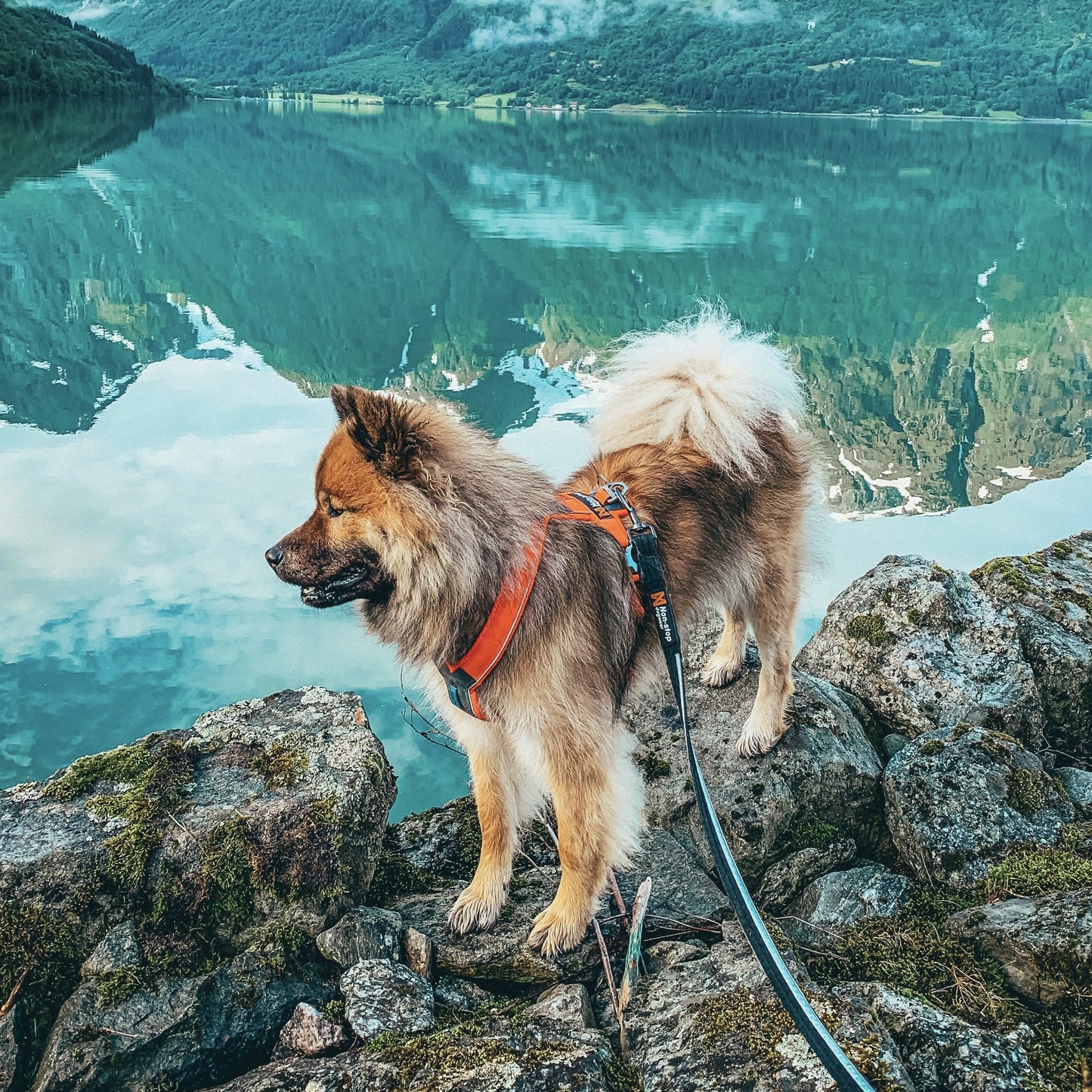 Strong Leash – Guia para Cães (Preto) | Non-stop dogwear