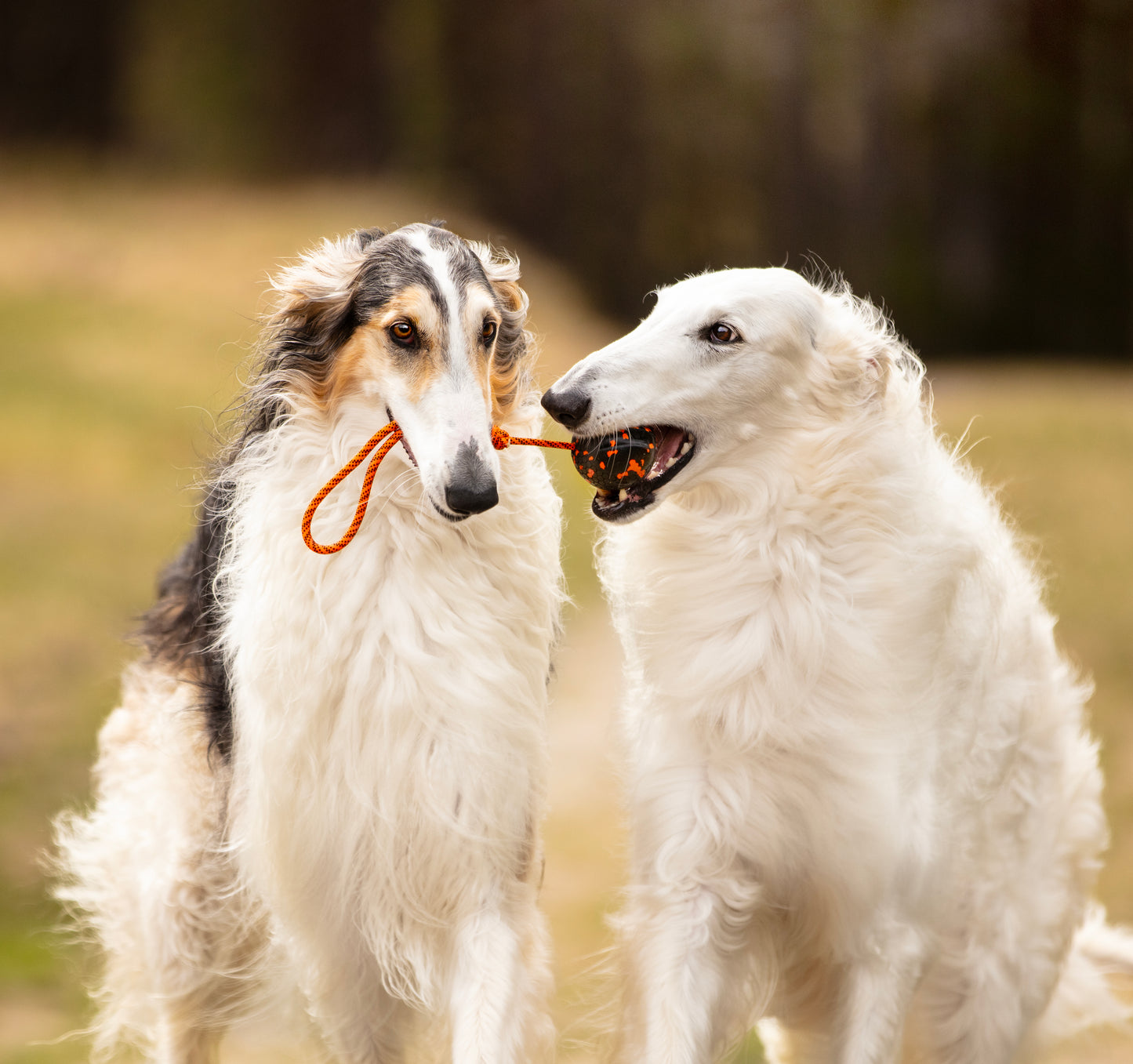 Brinquedo para Cães Bola com Corda | Non-stop dogwear