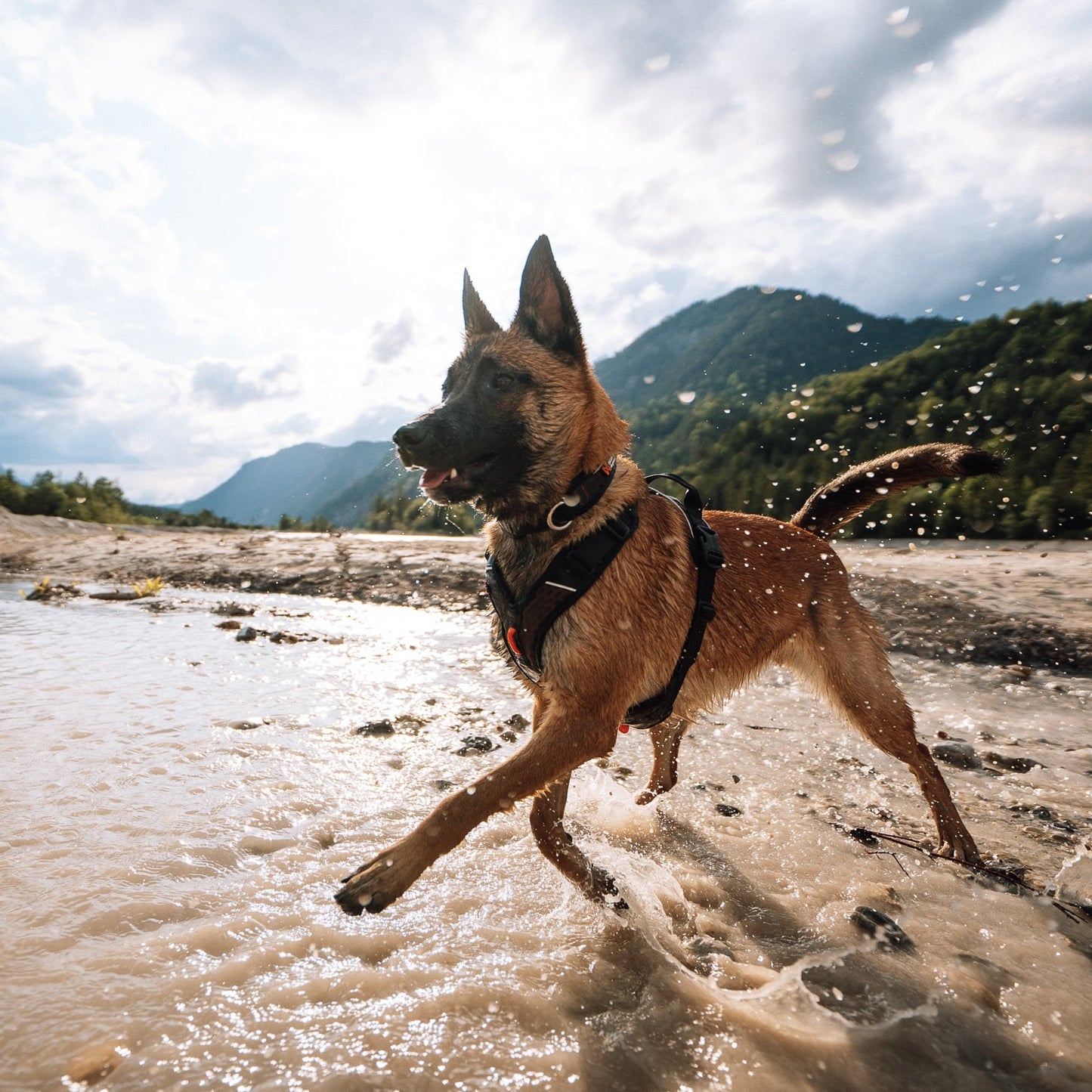 Rock Harness – Arnês Esportivo para Cães | Non-stop dogwear