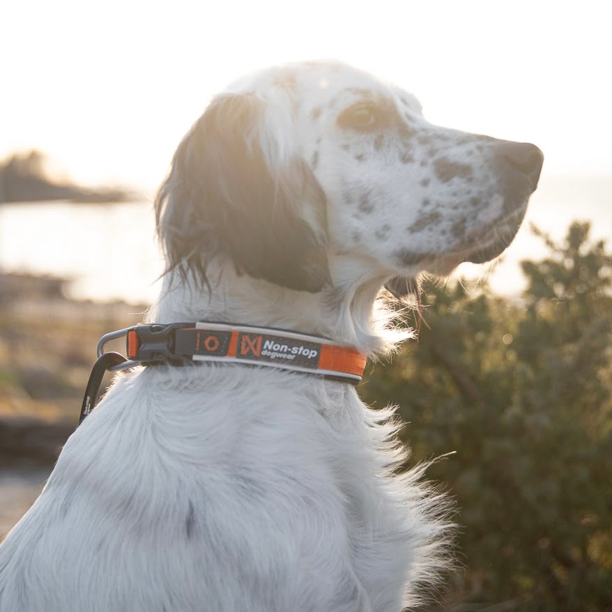 Roam Collar – Coleira para Cães | Non-stop dogwear
