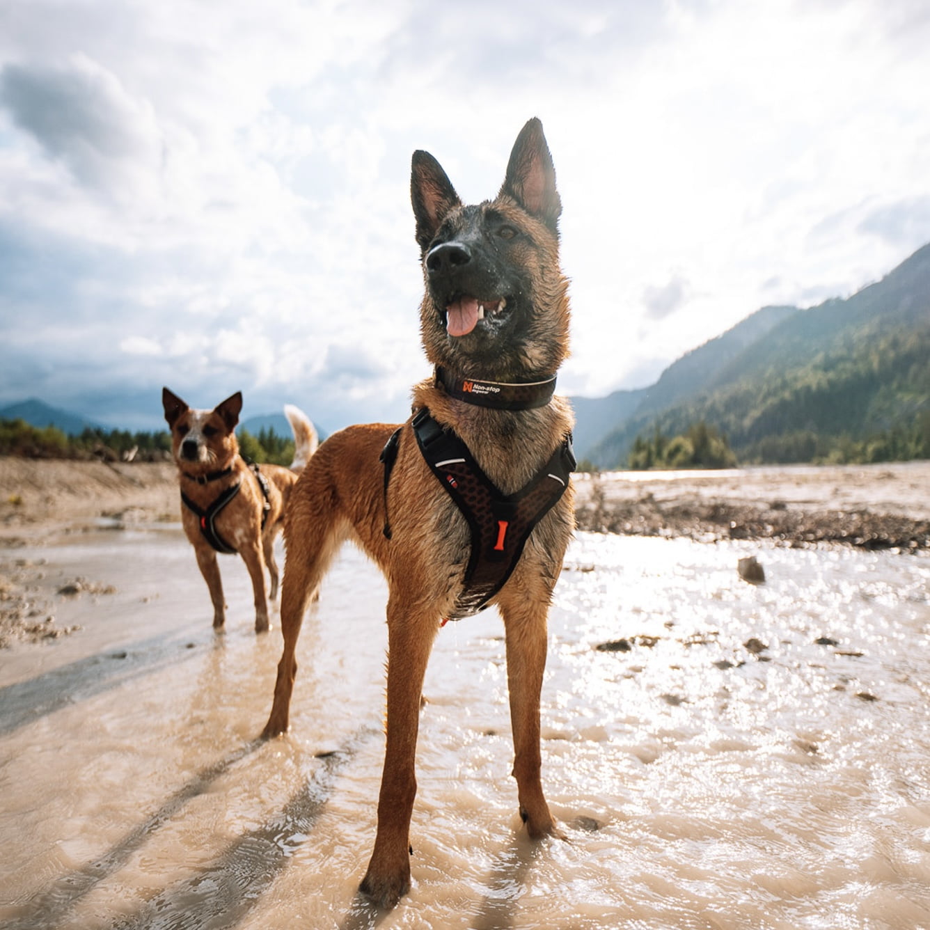 Rock Adjustable Collar – Coleira Esportiva para Cães (Preto/Laranja) | Non-stop dogwear