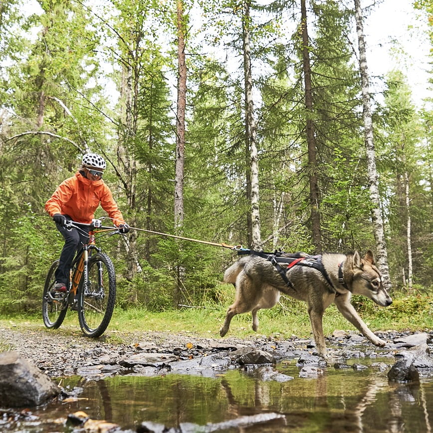 Bike Antenna KlickFix Package – Acessório para Fixação de Guia em Bicicletas | Non-stop dogwear