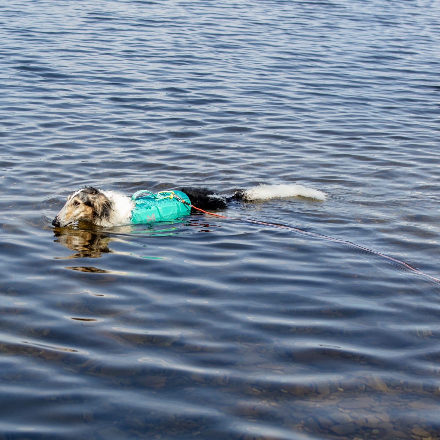 Protector Round Long Line – Guia para Cães | Non-stop dogwear