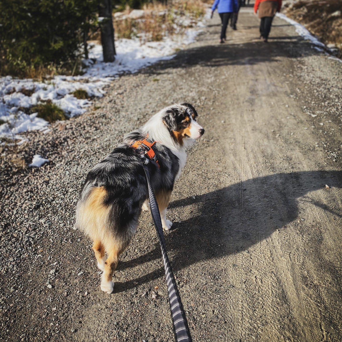 Touring Bungee Leash – Guia Esportiva para Cães | Non-stop dogwear