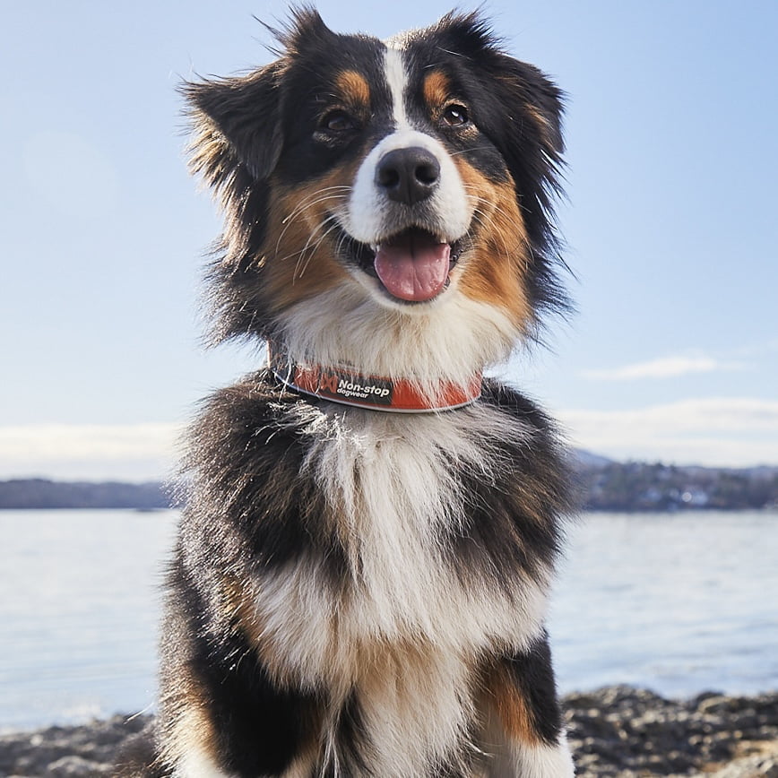 Cruise Collar – Coleira para Cães | Non-stop dogwear