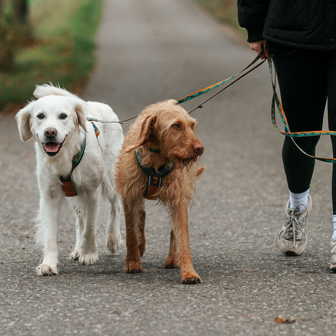 Guia Non-stop dogwear Trail quest Rachel Pohl Edition