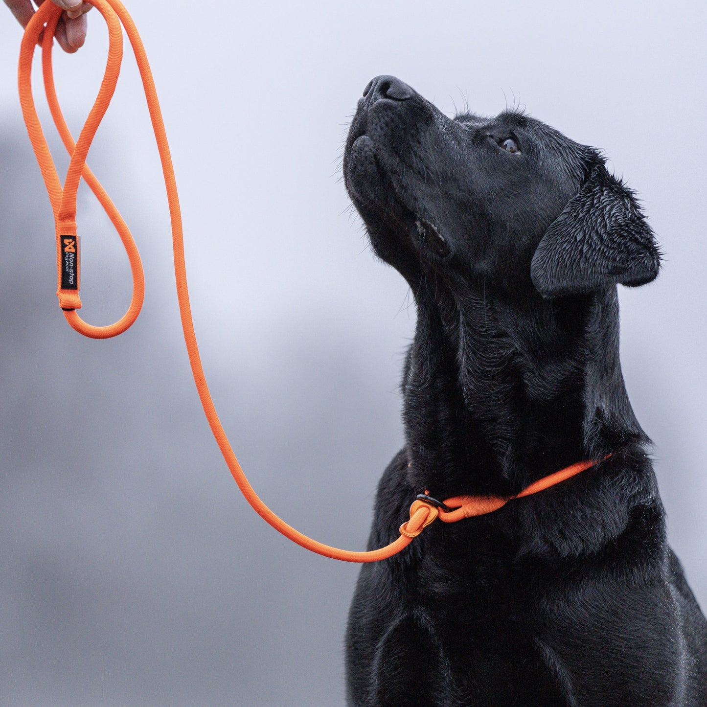 Retriever Leash – Guia Unificada para Cães | Non-stop dogwear