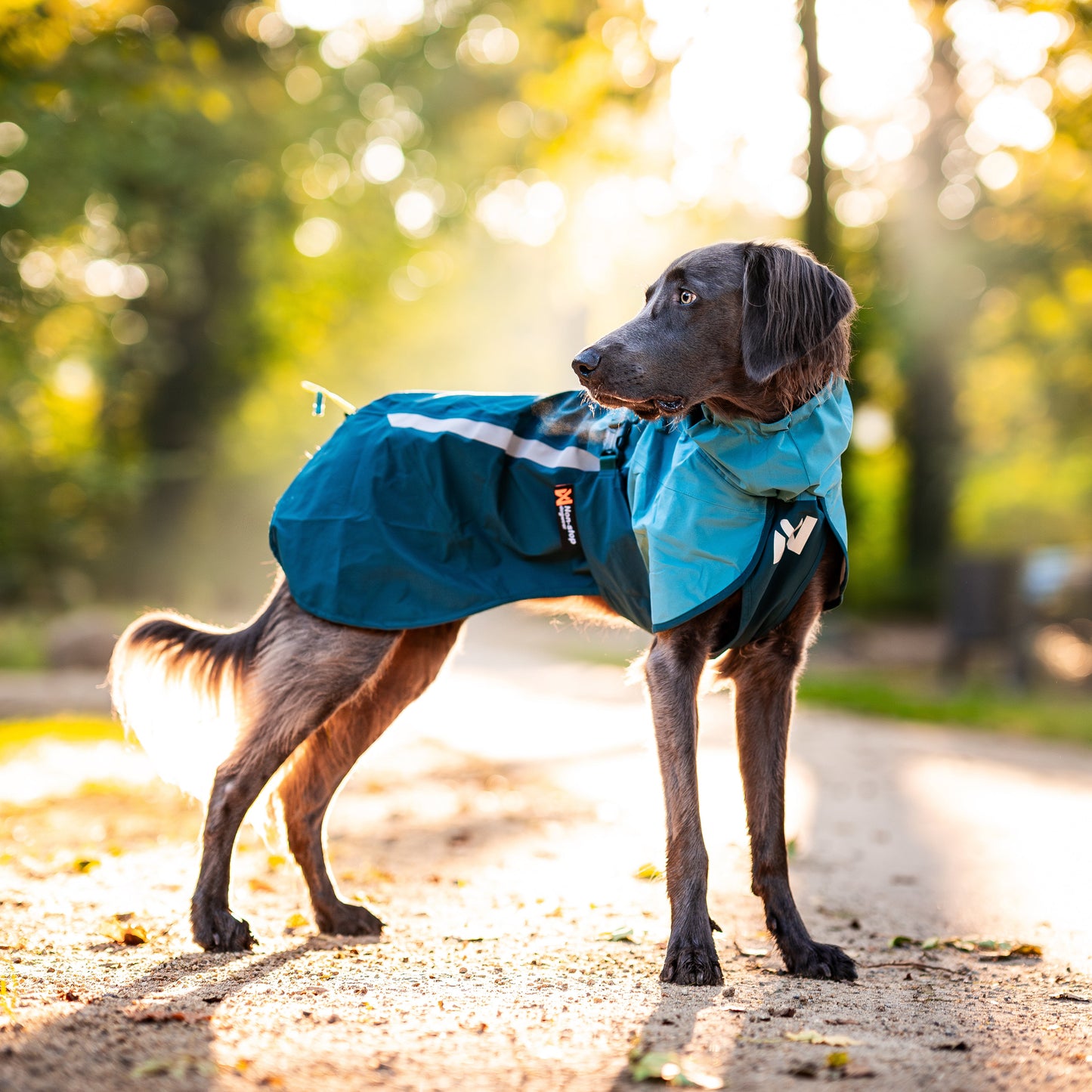 Fjord Raincoat 2.0 – Capa de Chuva para Cães | Non-stop dogwear