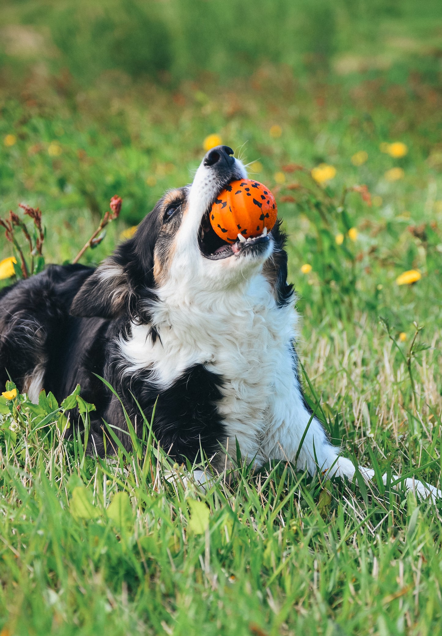 Brinquedo para Cães Bola | Non-stop dogwear