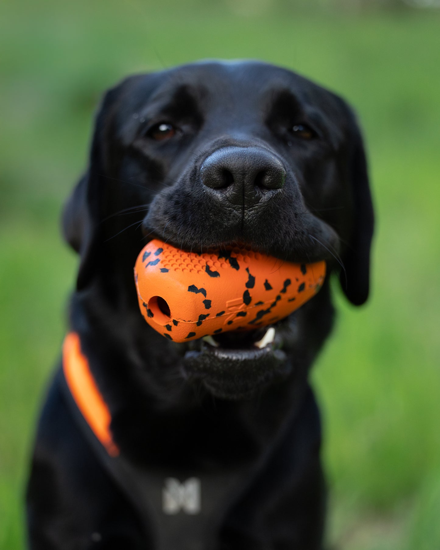 Brinquedo para Cães Throw Toy | Non-stop dogwear