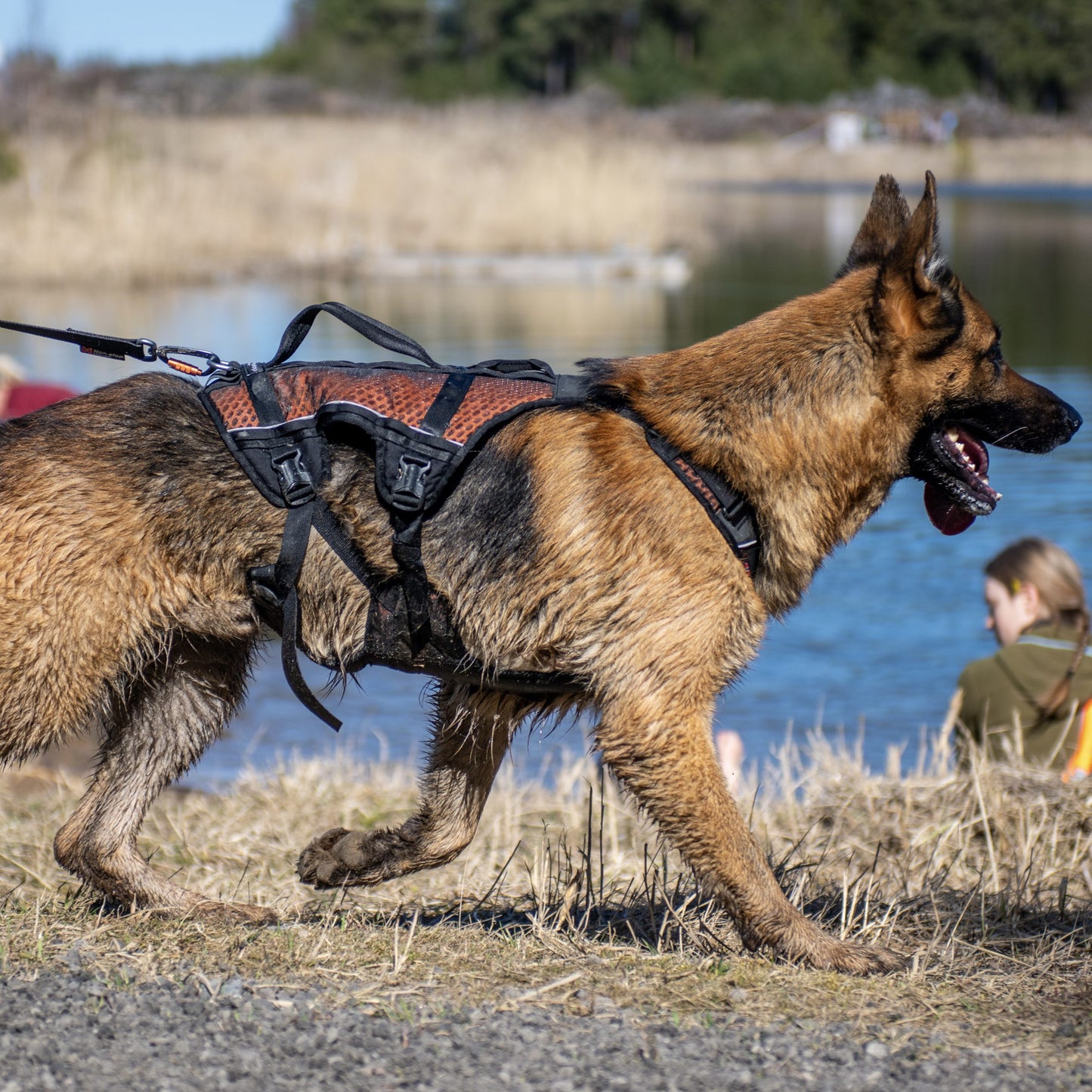 Rock Harness Long – Arnês Esportivo para Cães | Non-stop dogwear