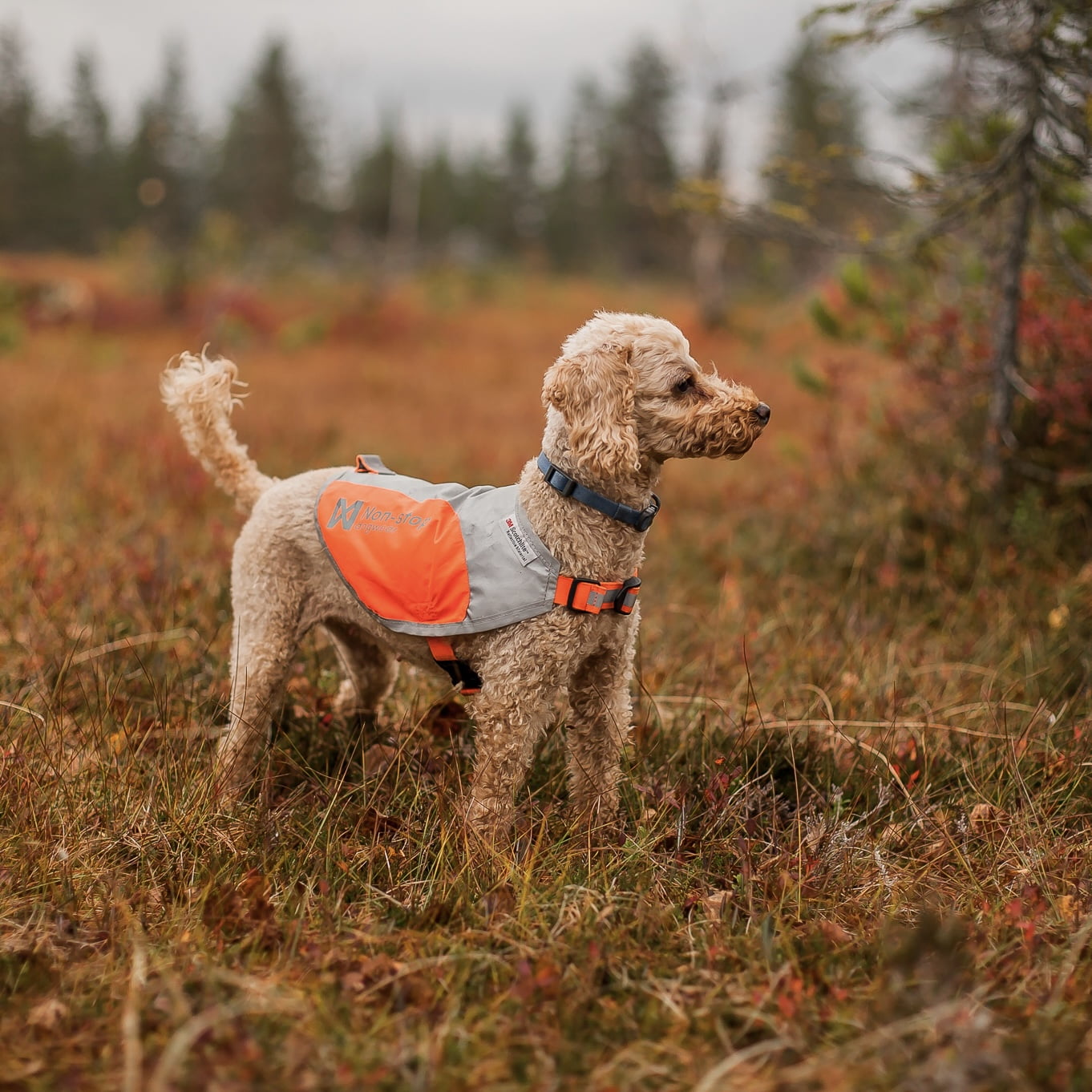 Reflection Blanket – Capa Refletiva para Cães | Non-stop dogwear