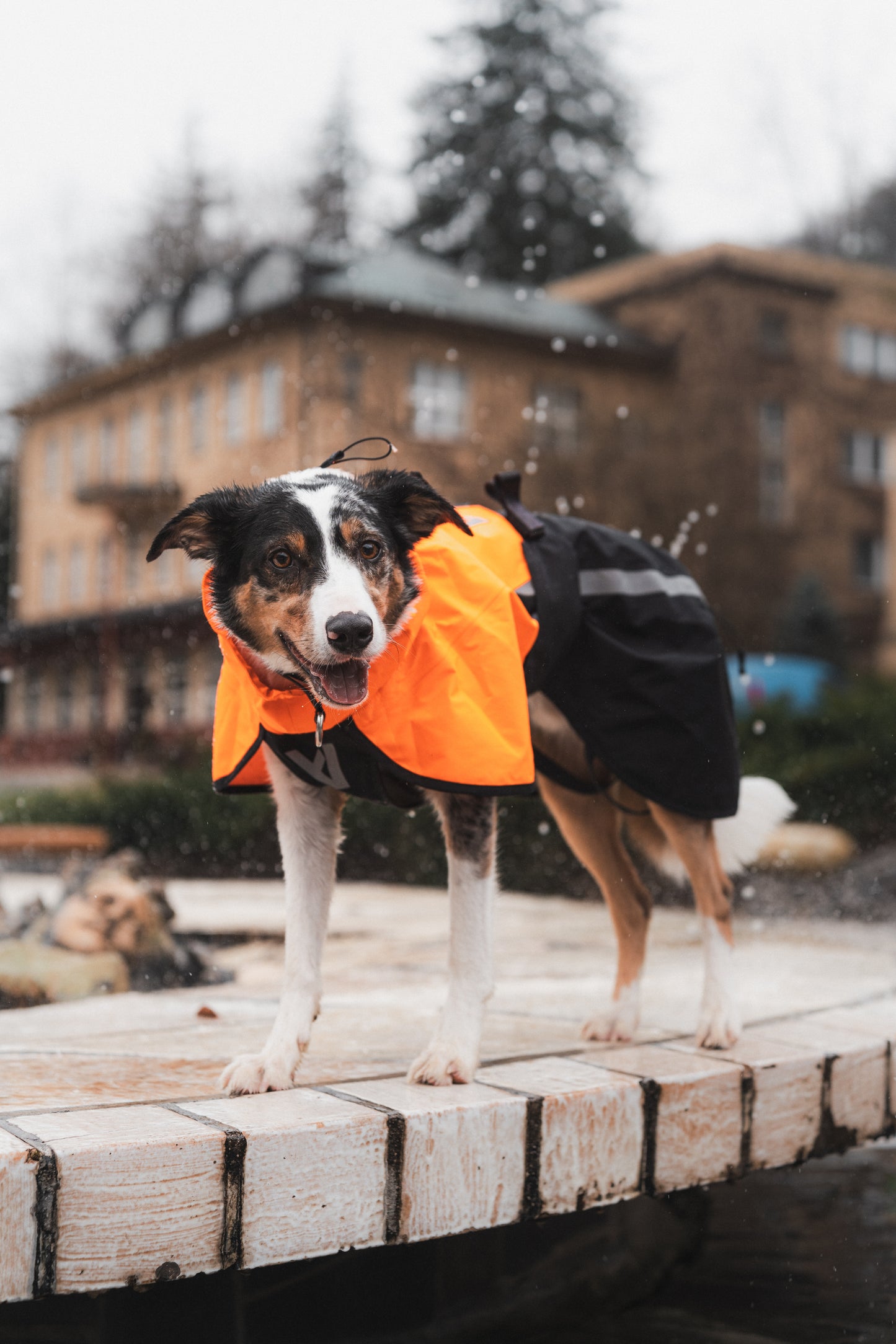 Fjord Raincoat 2.0 – Capa de Chuva para Cães | Non-stop dogwear